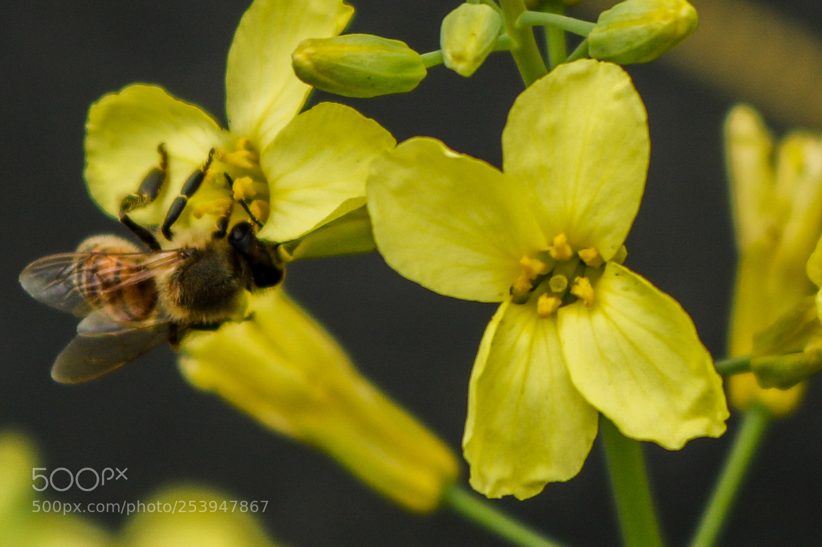 Canon EOS 750D (EOS Rebel T6i / EOS Kiss X8i) sample photo. Pollentaing bee photography