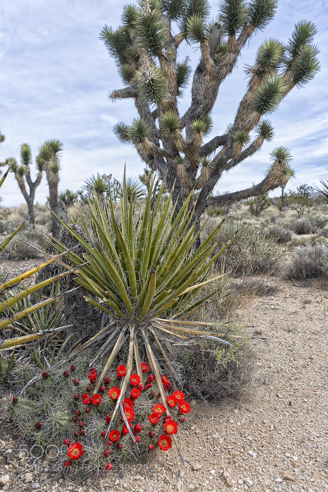 Nikon D800 sample photo. Cactus, yucca, joshua photography