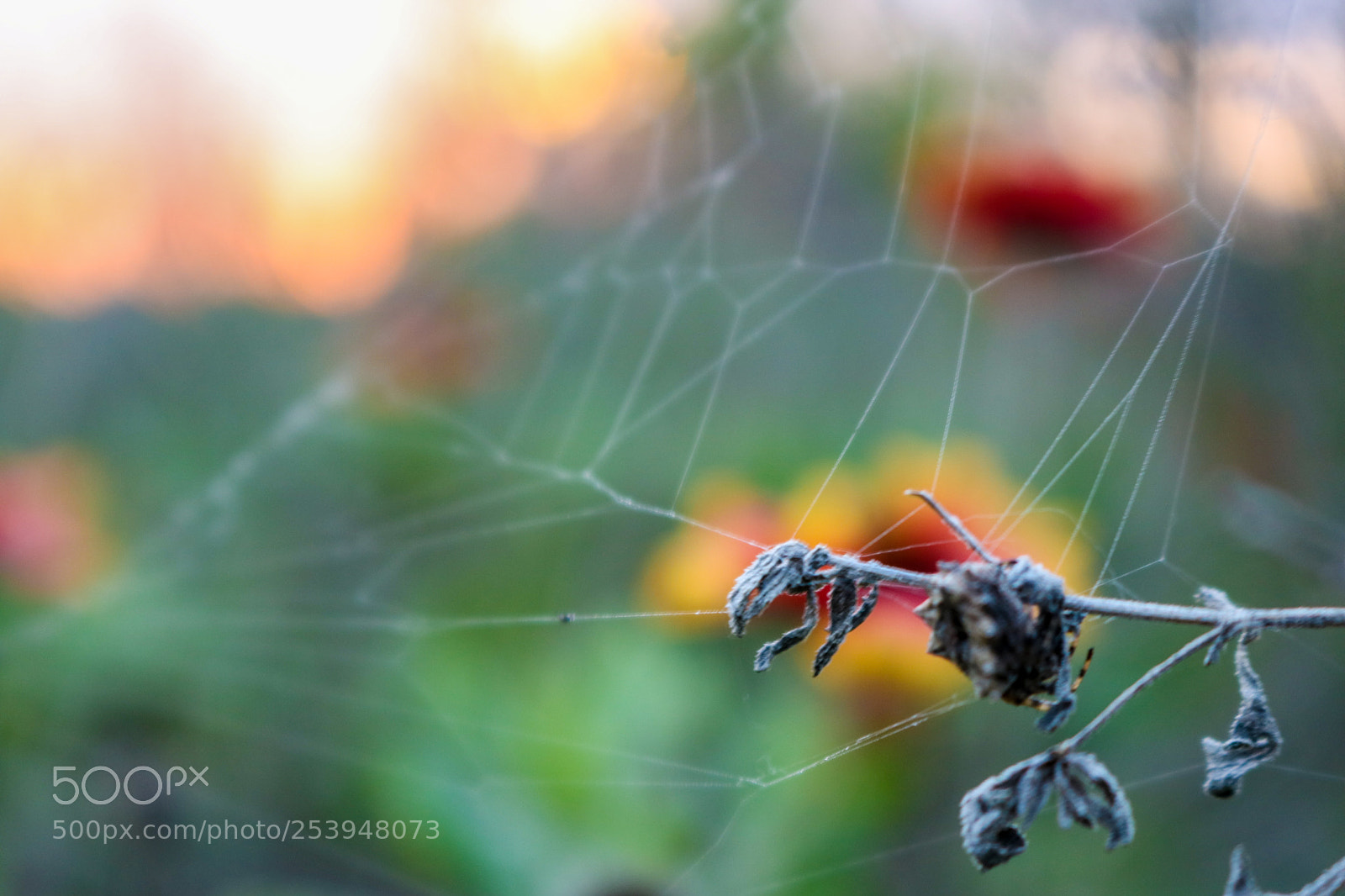 Canon EOS 750D (EOS Rebel T6i / EOS Kiss X8i) sample photo. Abandoned spiderweb photography