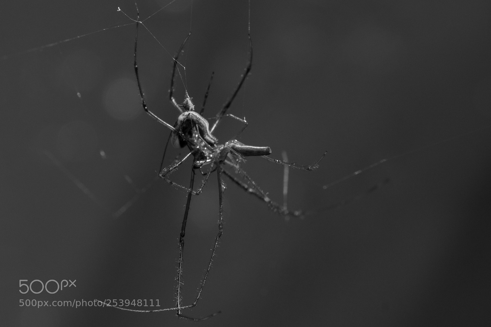 Canon EOS 750D (EOS Rebel T6i / EOS Kiss X8i) sample photo. Spider cannibalism photography