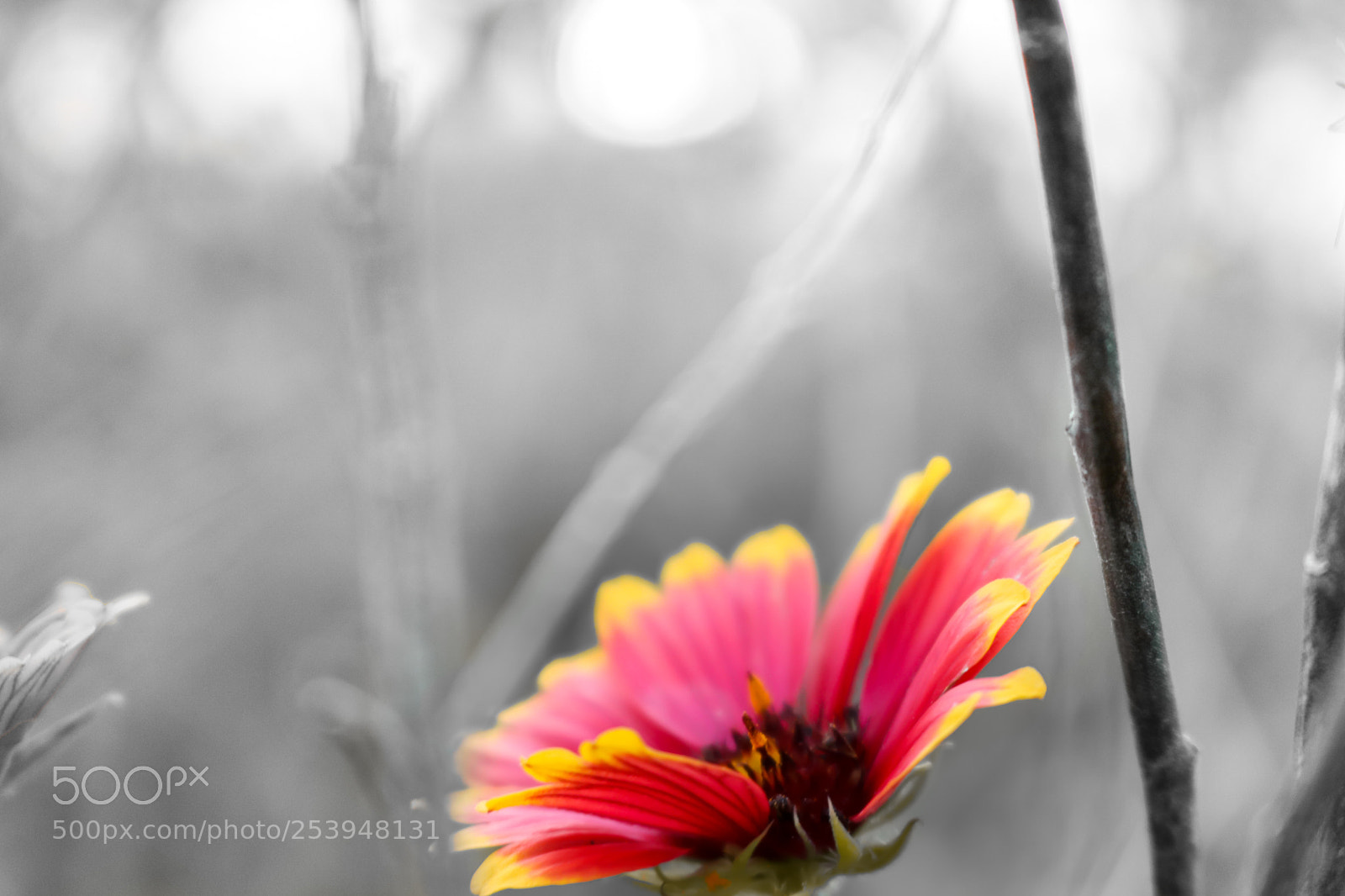 Canon EOS 750D (EOS Rebel T6i / EOS Kiss X8i) sample photo. Vibrant solitude photography
