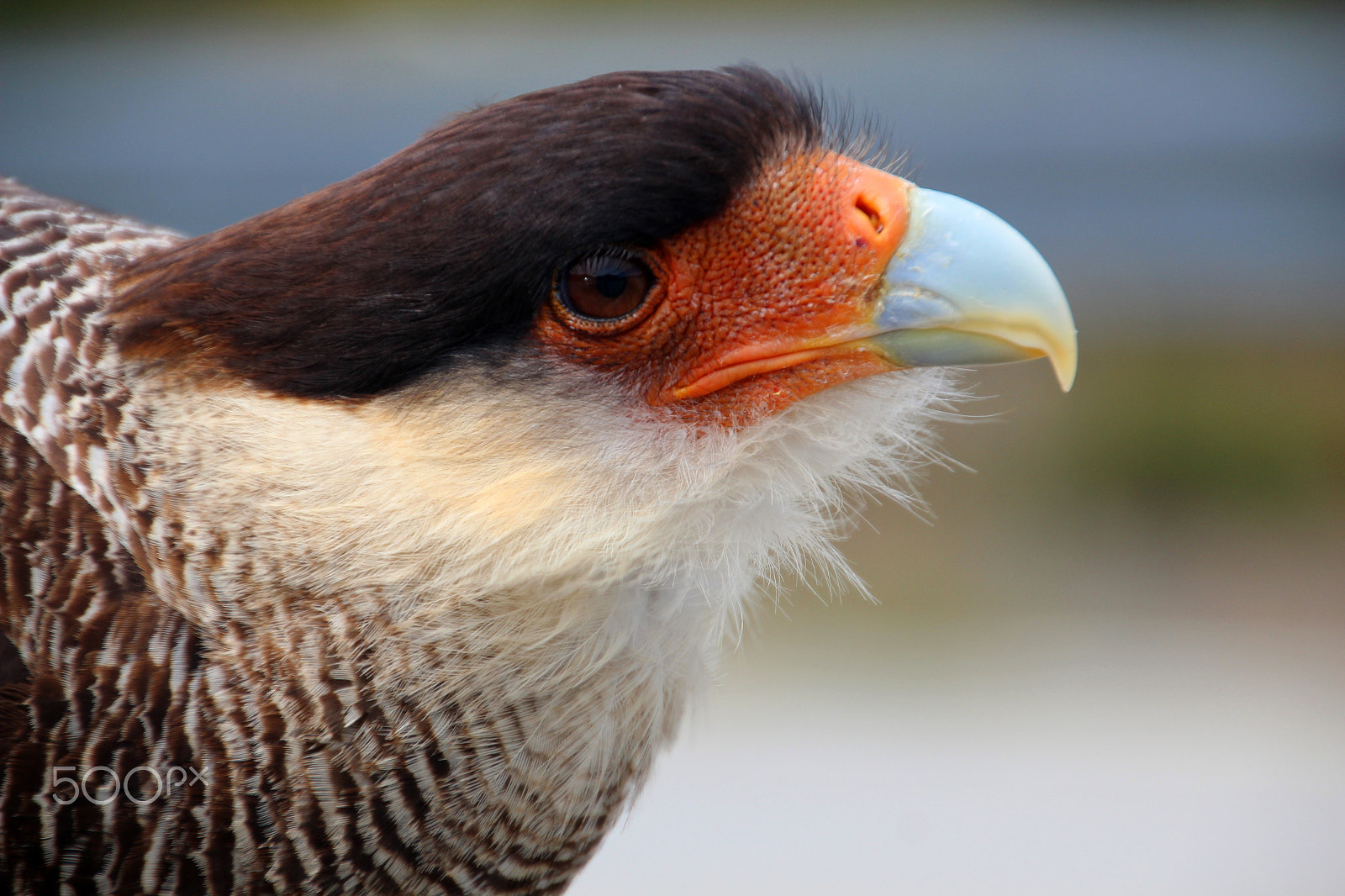 Canon EOS 600D (Rebel EOS T3i / EOS Kiss X5) sample photo. Crested caracara bird, patagonia photography