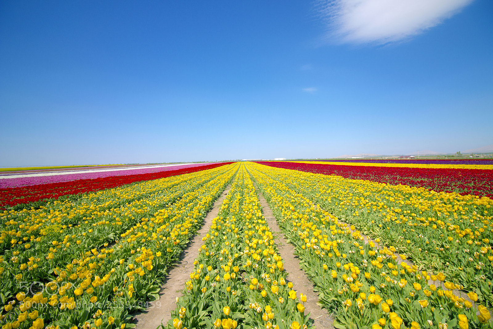 Canon EOS 70D sample photo. The tulip arable field photography