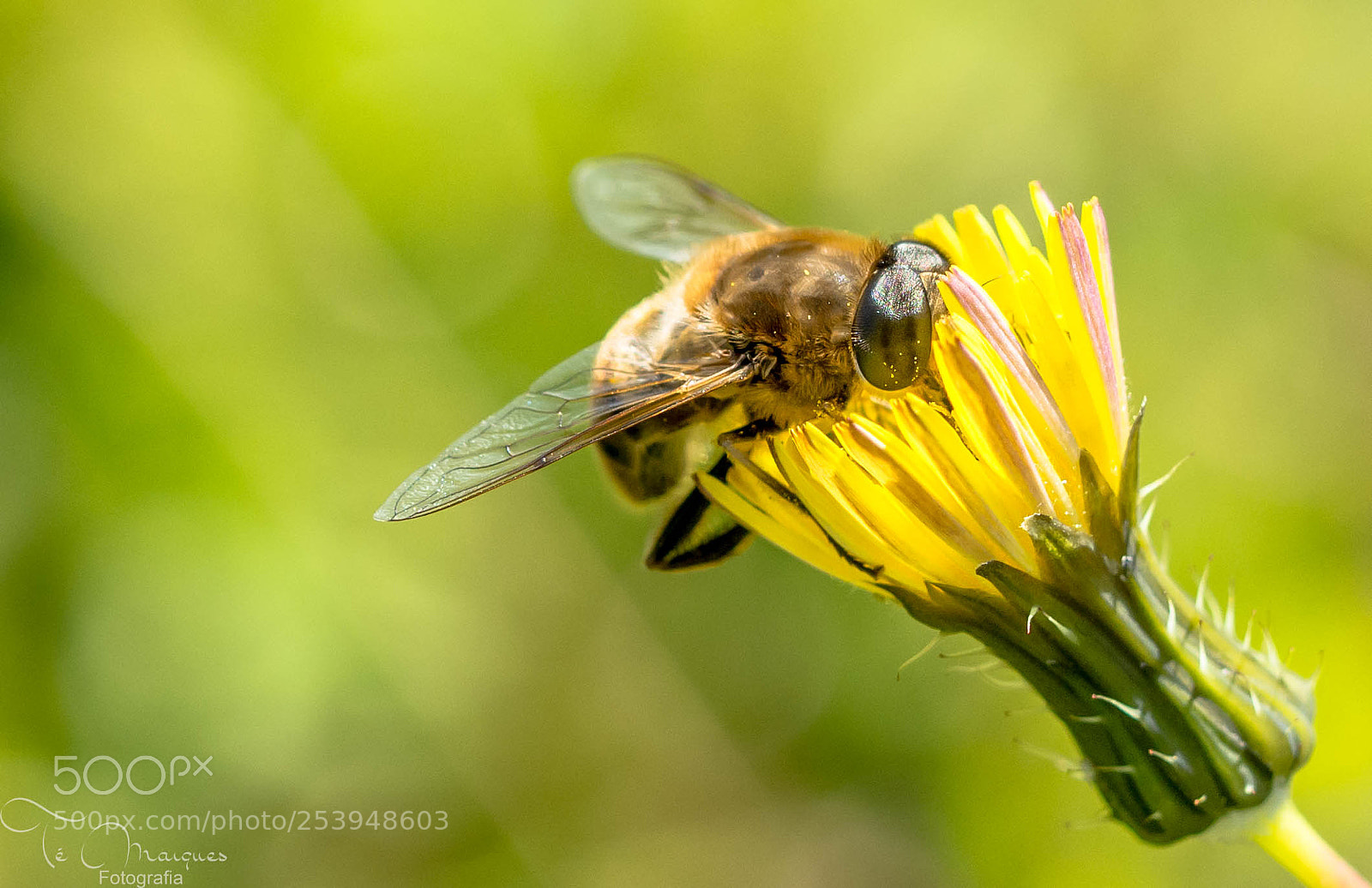 Nikon D7200 sample photo. Busy mode photography
