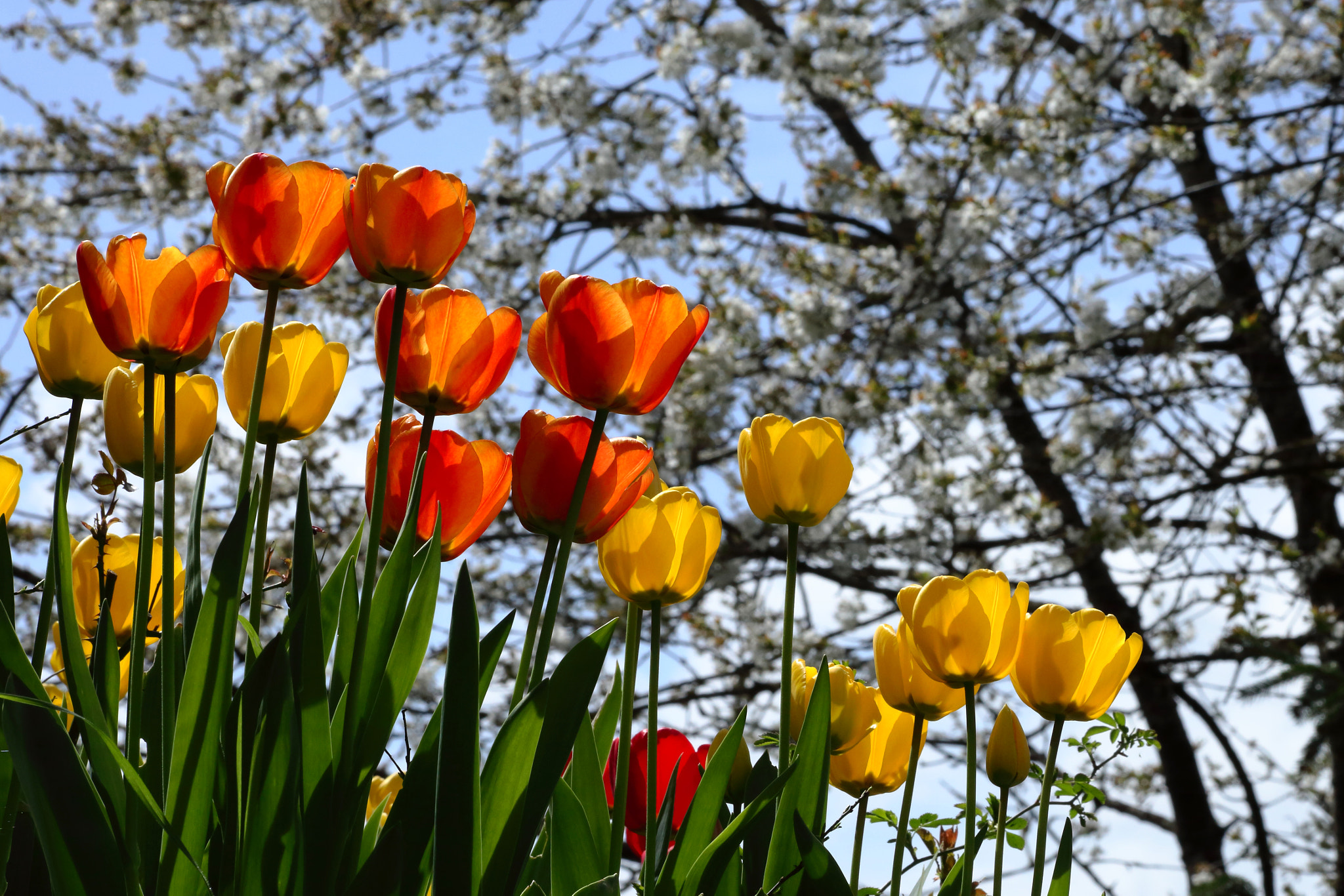 Canon EF 70-300mm F4-5.6 IS USM sample photo. Printemps photography