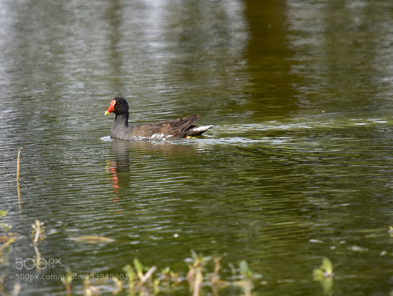 Nikon D7200 sample photo. Swimming photography