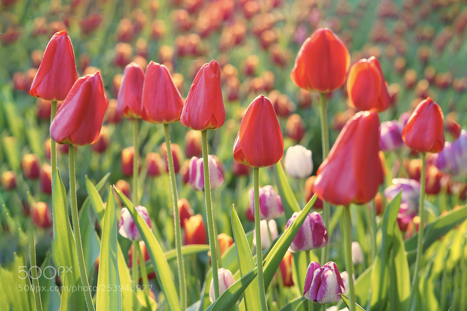 Sony a7R III sample photo. Tulip photography