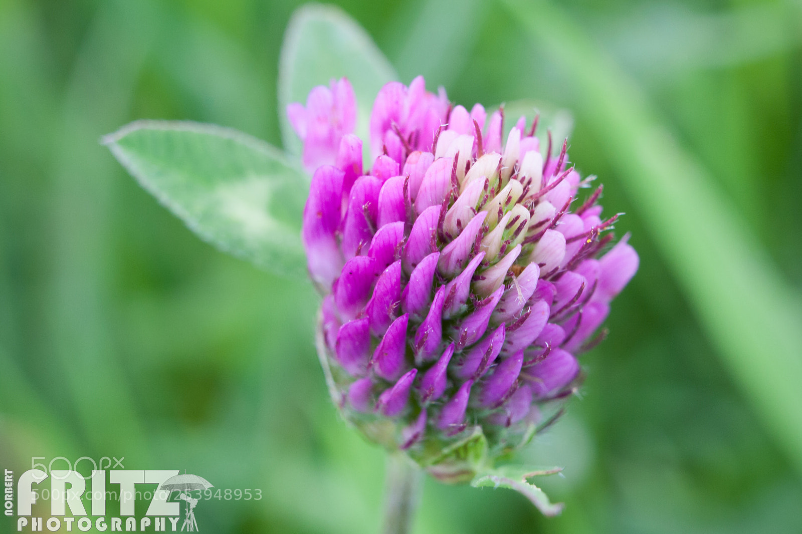 Canon EOS 40D sample photo. Wiesenklee photography