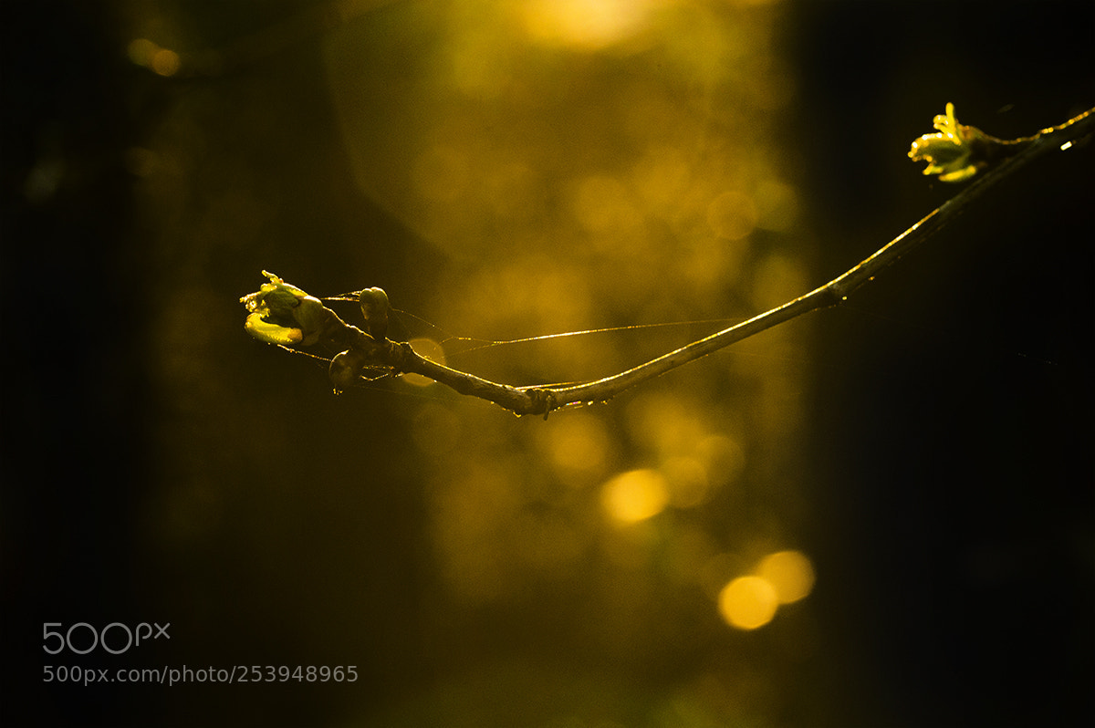 Nikon D3200 sample photo. Reaching for light photography