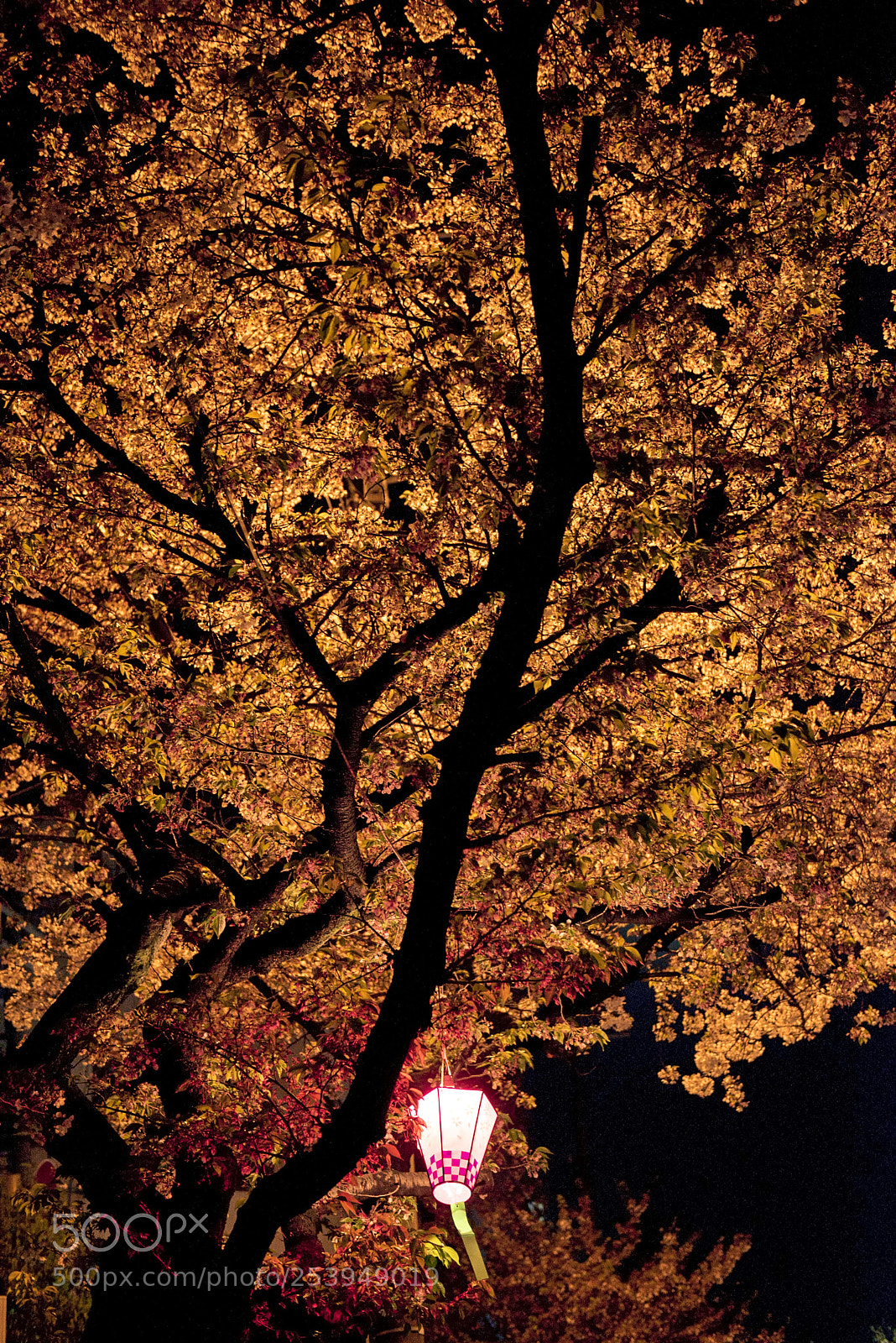 Nikon D810 sample photo. Cherryblossom in night photography
