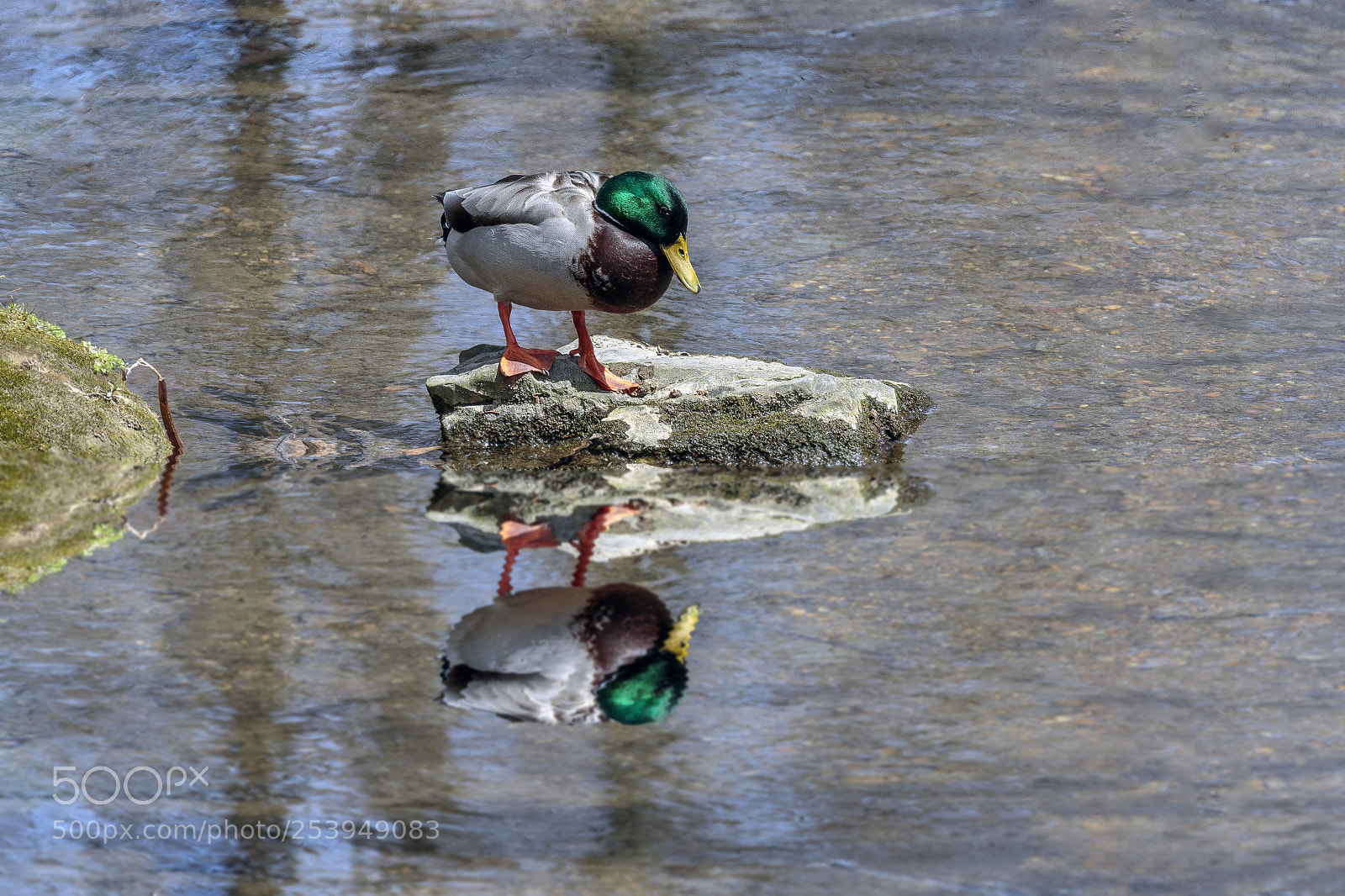 Canon EOS 7D Mark II sample photo. Mallard reflection photography