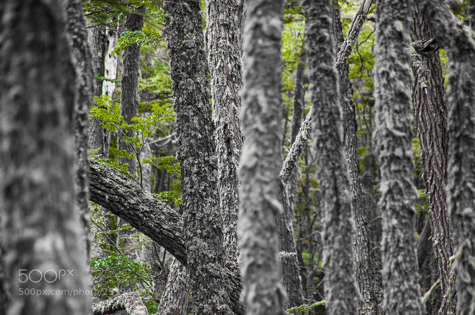 Nikon D5000 sample photo. Forest photography
