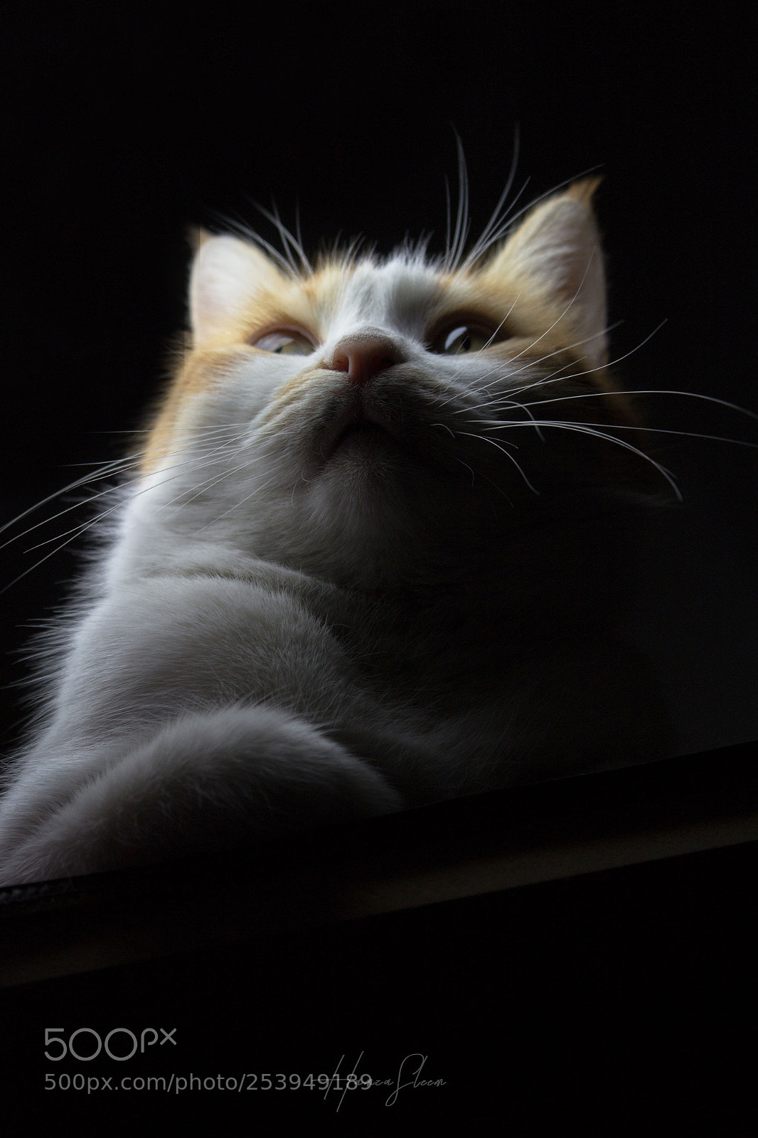 Canon EOS 1200D (EOS Rebel T5 / EOS Kiss X70 / EOS Hi) sample photo. Cat portrait photography