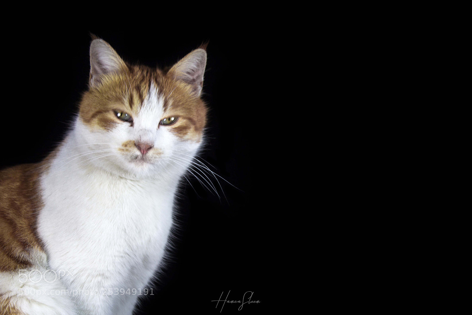 Canon EOS 1200D (EOS Rebel T5 / EOS Kiss X70 / EOS Hi) sample photo. Cat portrait photography
