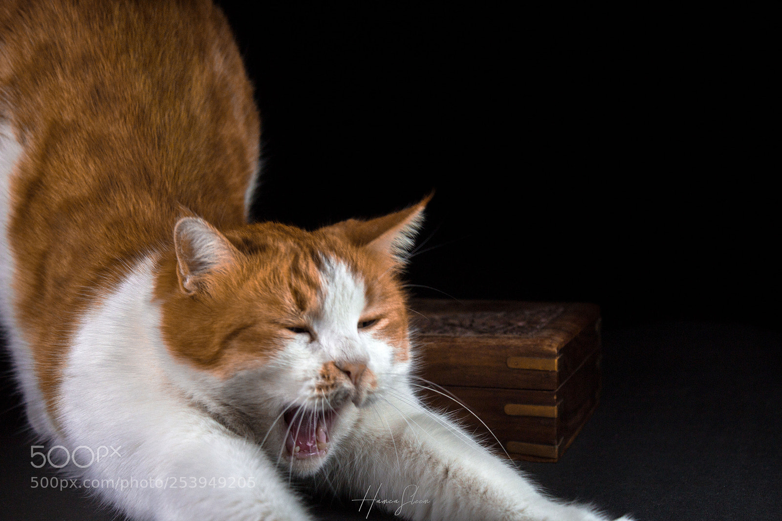 Canon EOS 1200D (EOS Rebel T5 / EOS Kiss X70 / EOS Hi) sample photo. Cat portrait photography