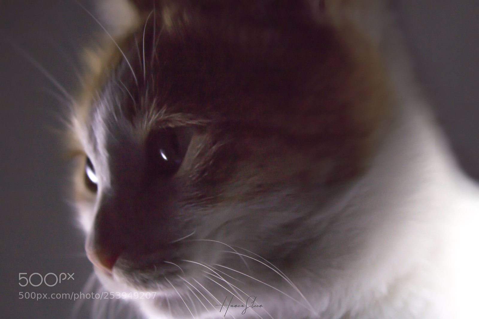 Canon EOS 1200D (EOS Rebel T5 / EOS Kiss X70 / EOS Hi) sample photo. Cat portrait photography