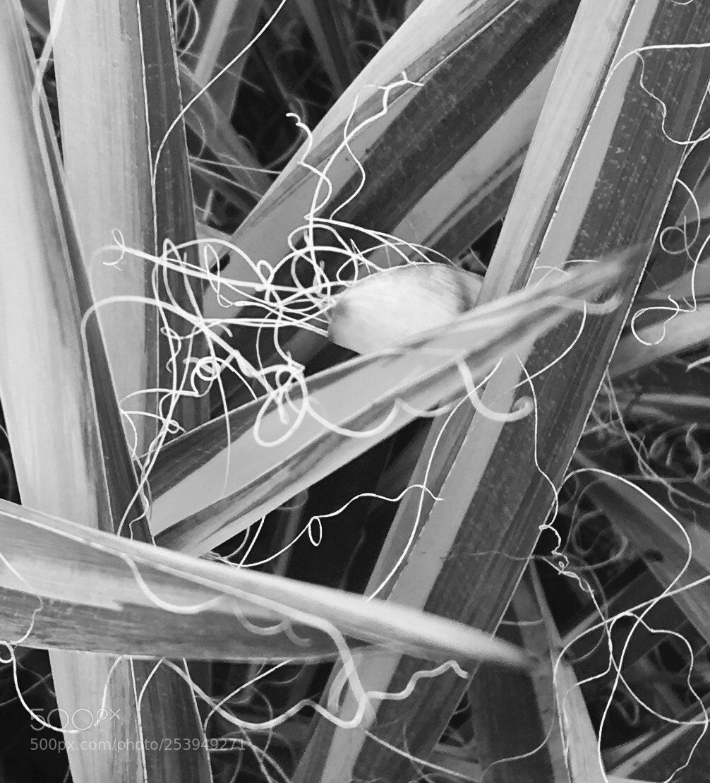 Apple iPhone 6s sample photo. Yuca plant  photography