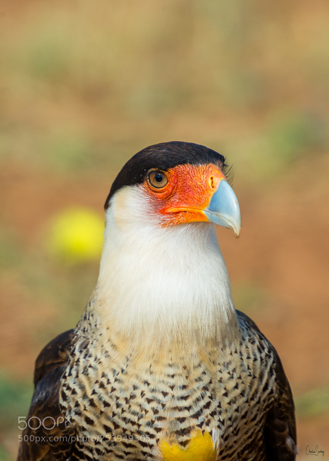 Nikon D4 sample photo. Crested caracara photography
