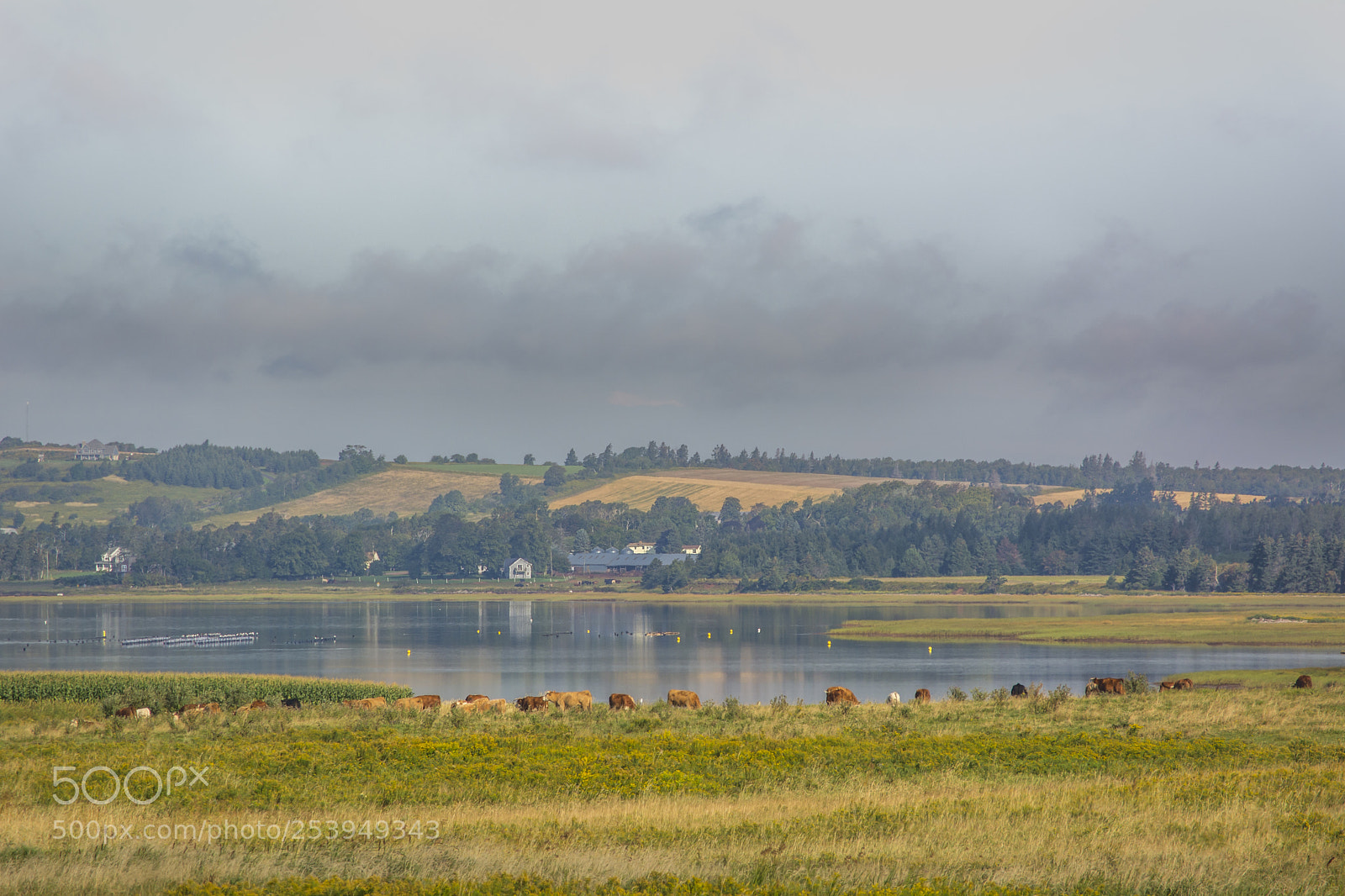 Nikon D5200 sample photo. Till the cows come photography
