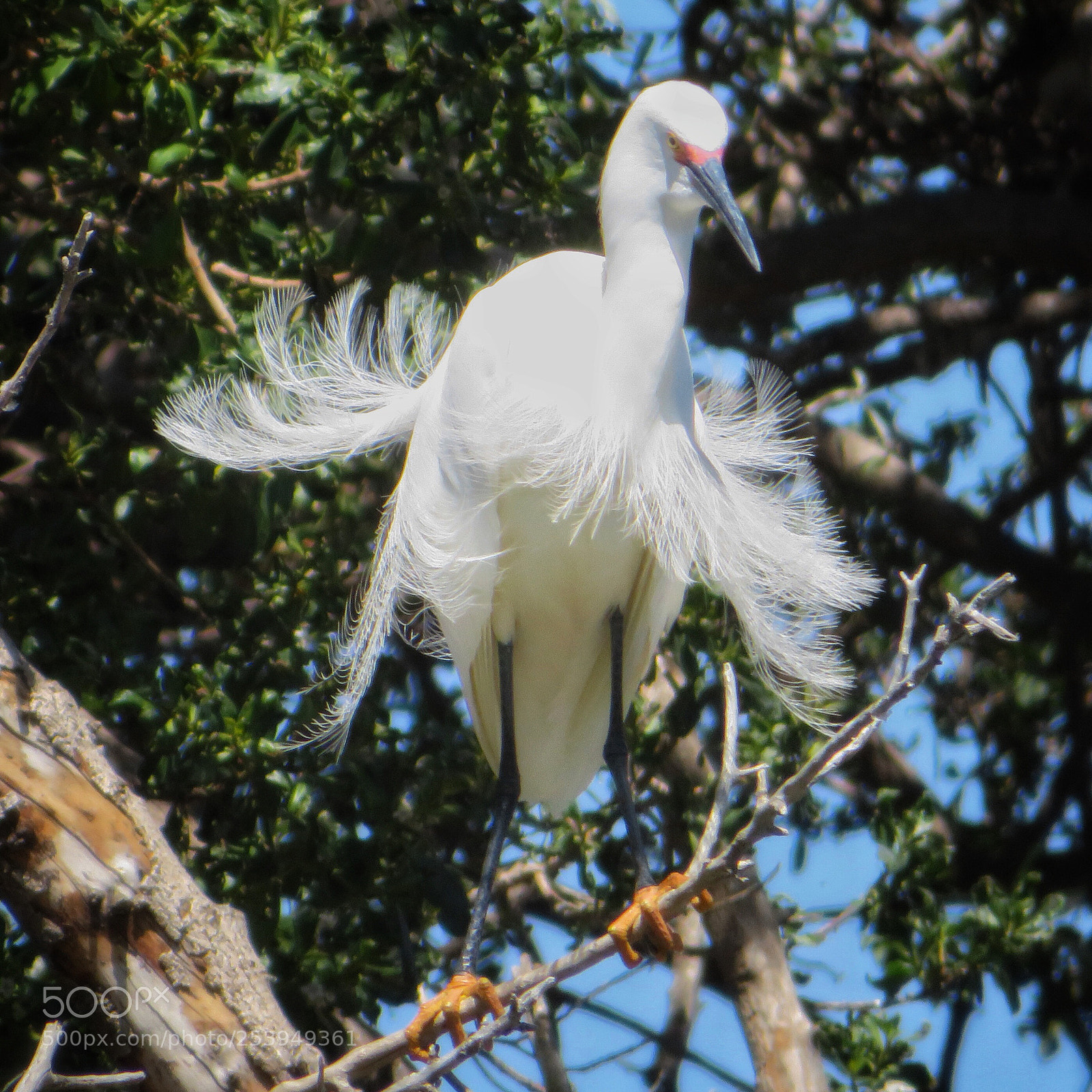 Canon PowerShot SX720 HS sample photo. Tutu-wearing egret photography