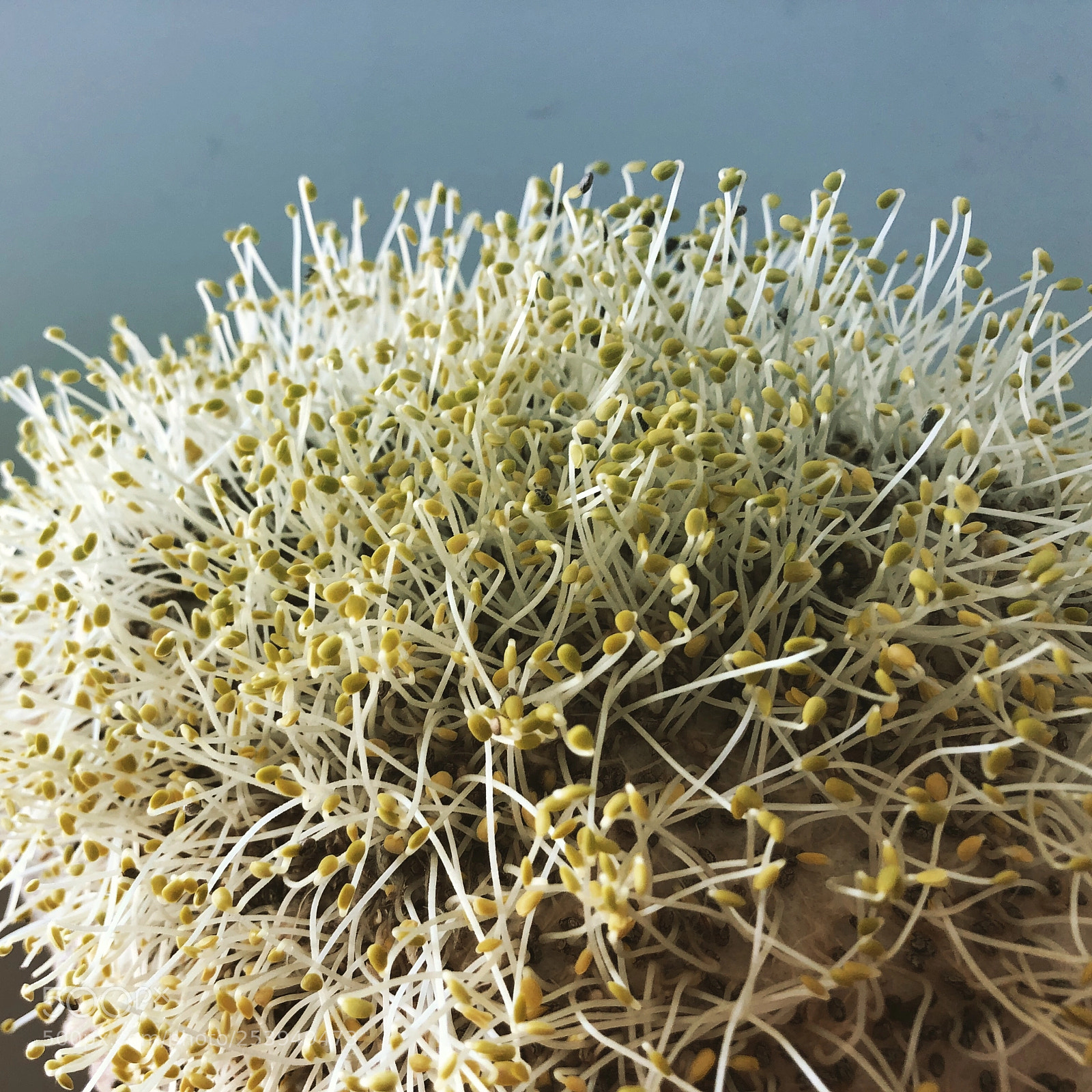 Apple iPhone 8 Plus sample photo. Chia sprouts photography