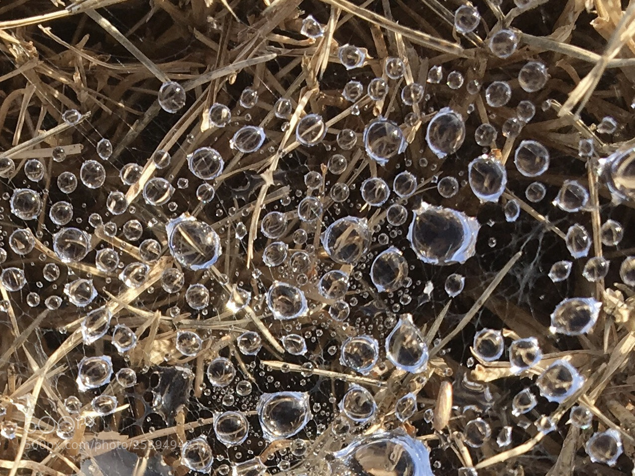 Apple iPhone 6s sample photo. Frozen dew on spider photography