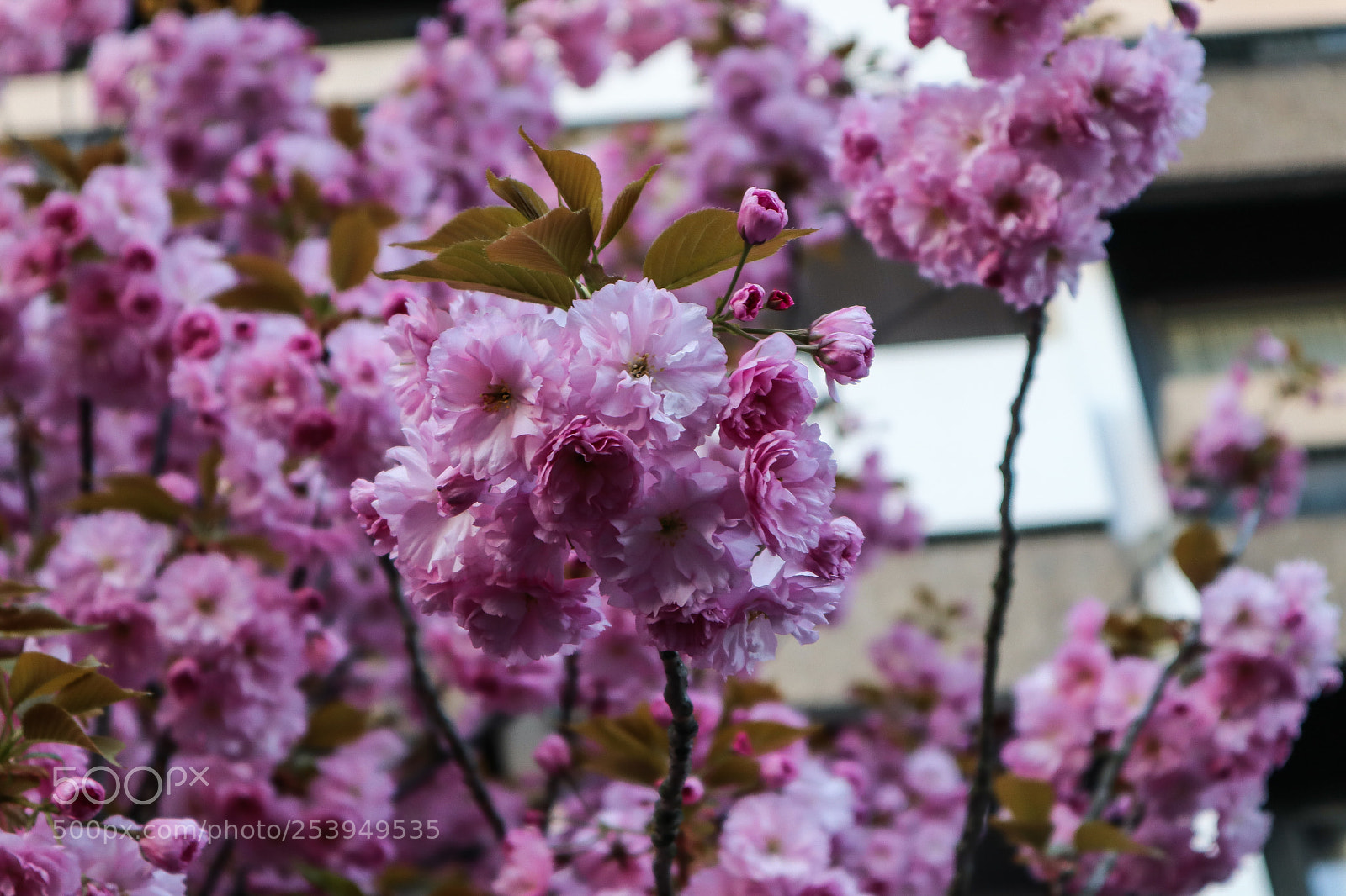 Canon EOS M50 (EOS Kiss M) sample photo. Frankfurt: cherry blossoms photography