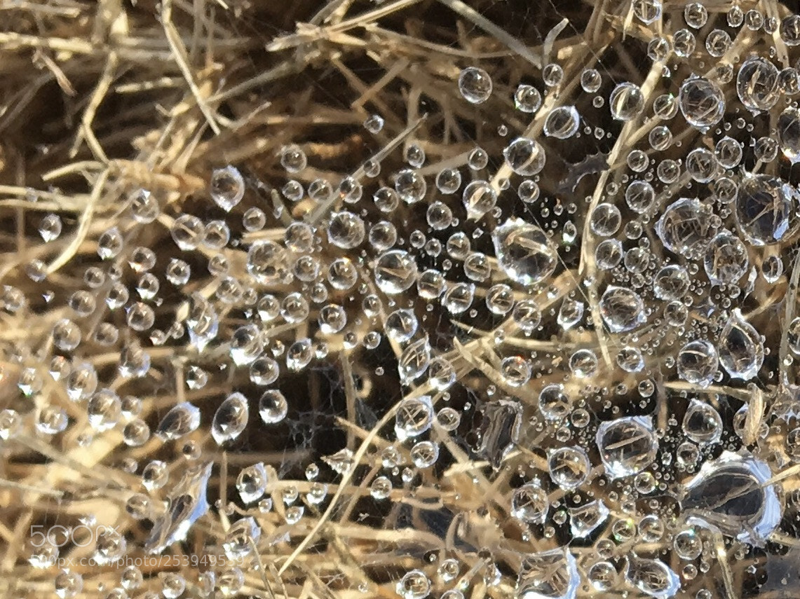Apple iPhone 6s sample photo. Untitled photography