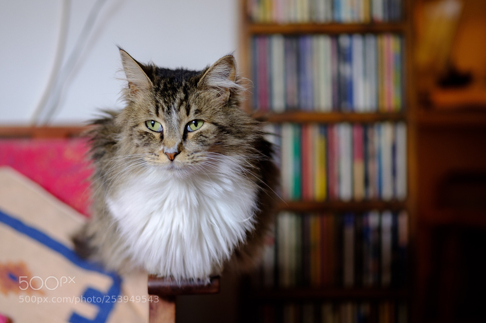Fujifilm X-T2 sample photo. Campagnola the cat 2 photography