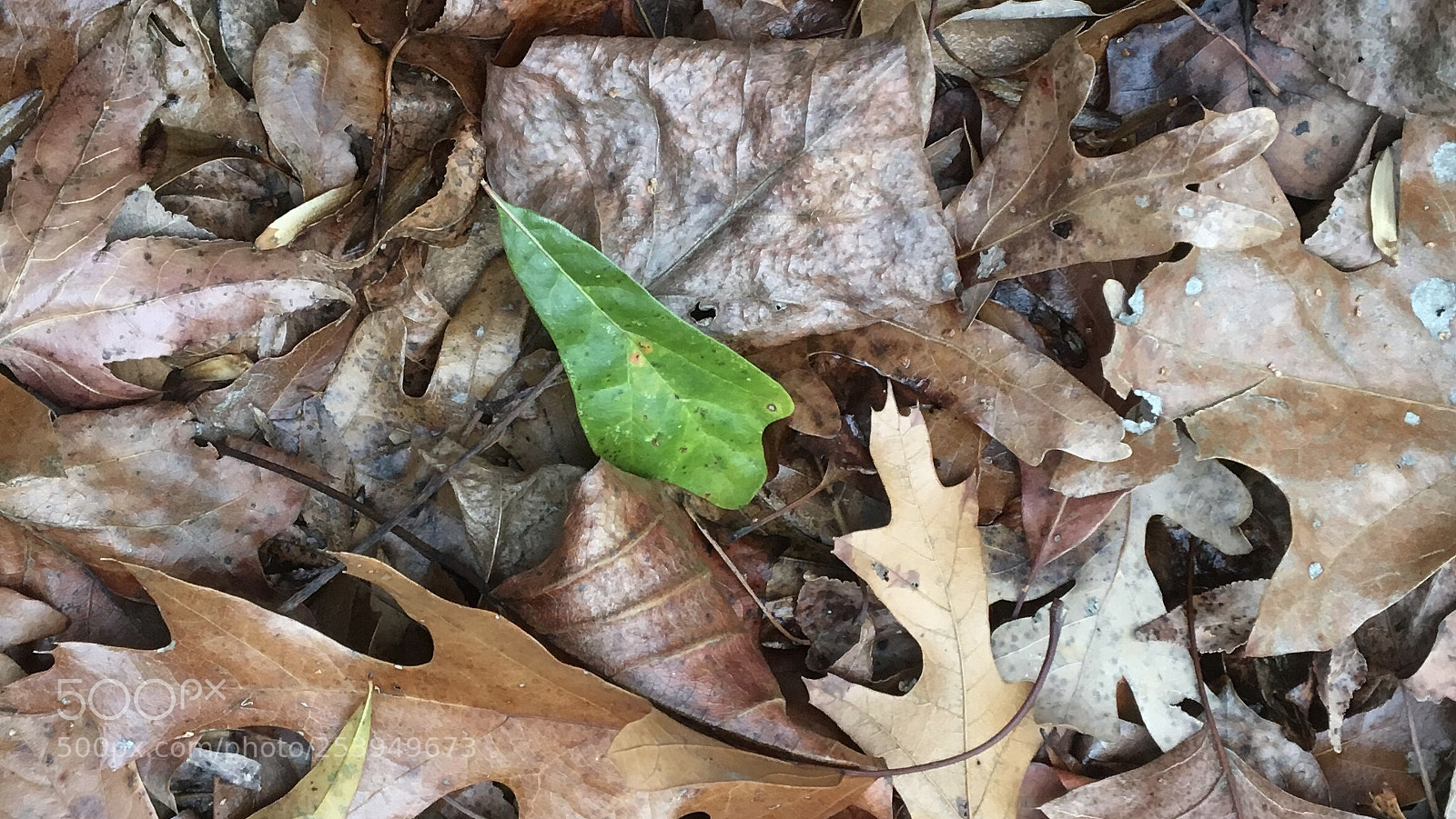 Apple iPhone 6s sample photo. Fall leaves on deck  photography