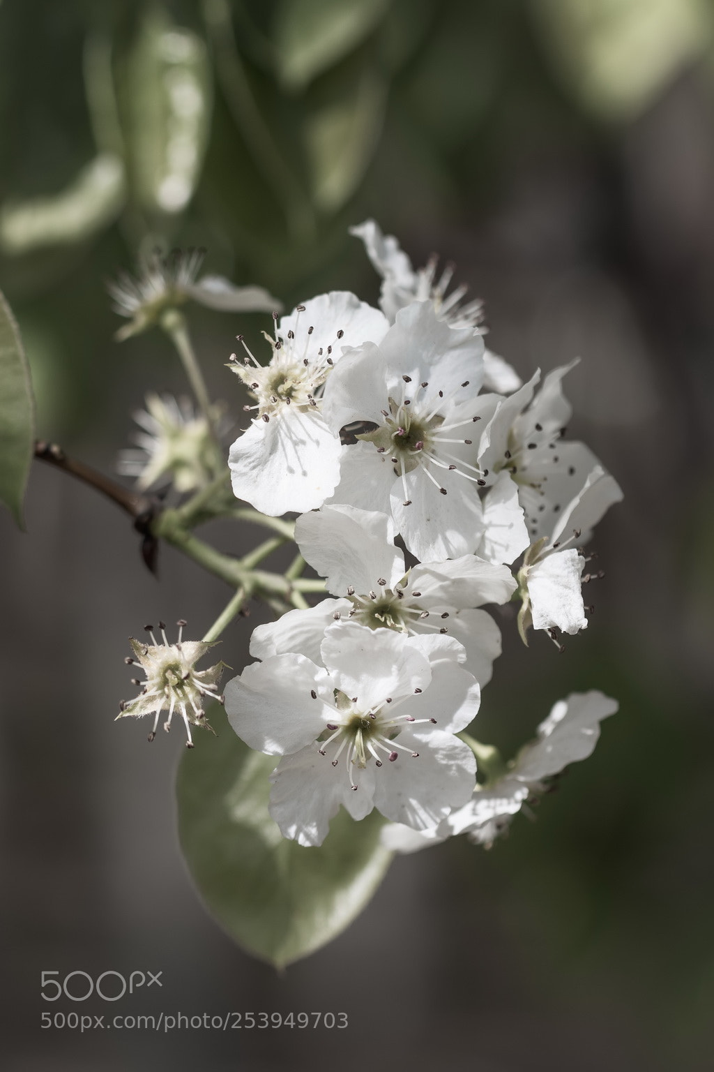 Canon EOS 70D sample photo. Pure white photography