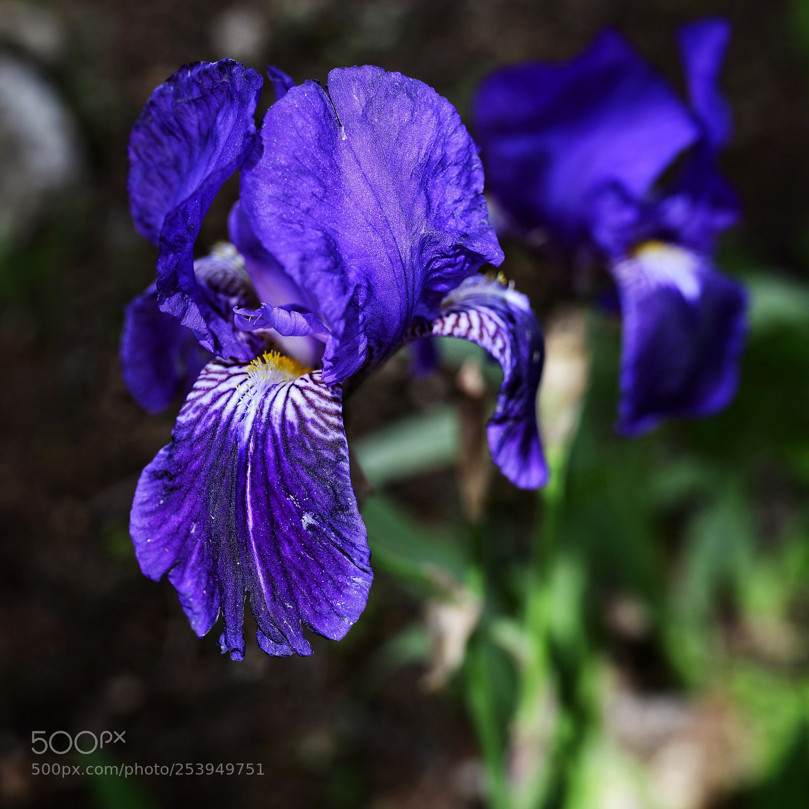 Nikon D850 sample photo. Iris photography