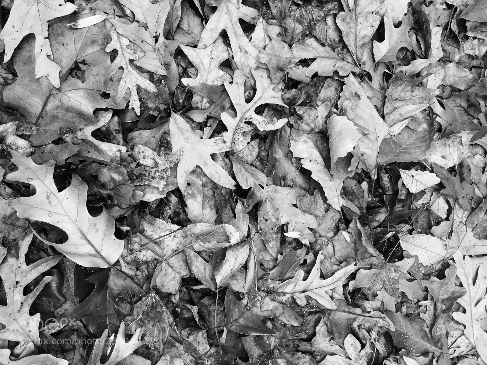 Apple iPhone 6s sample photo. Untitled photography