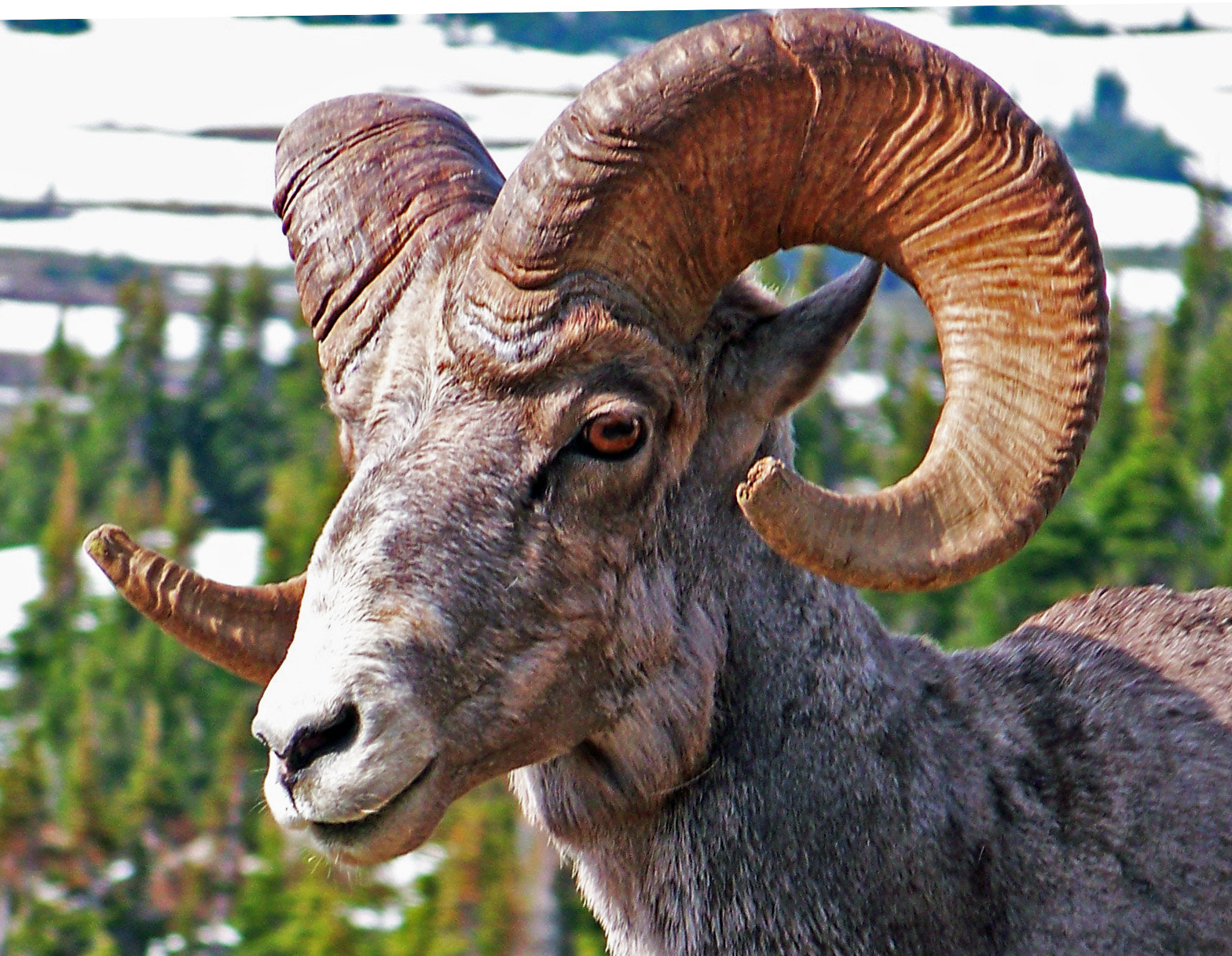 Kodak Z712 IS ZOOM DIGITAL CAMERA sample photo. Big horn sheep photography