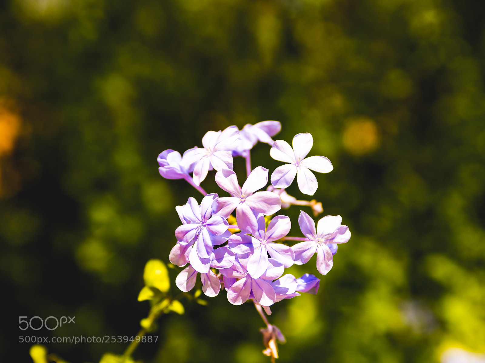 Nikon D500 sample photo. More flowers, please. photography