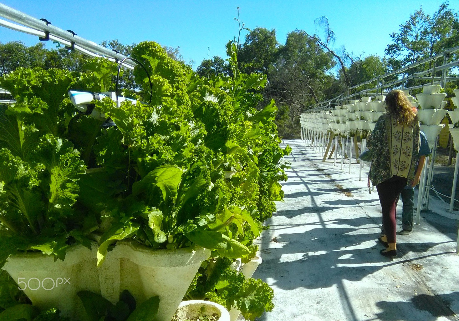 QCOM-AA QCAM-AA sample photo. Organic lettuce photography
