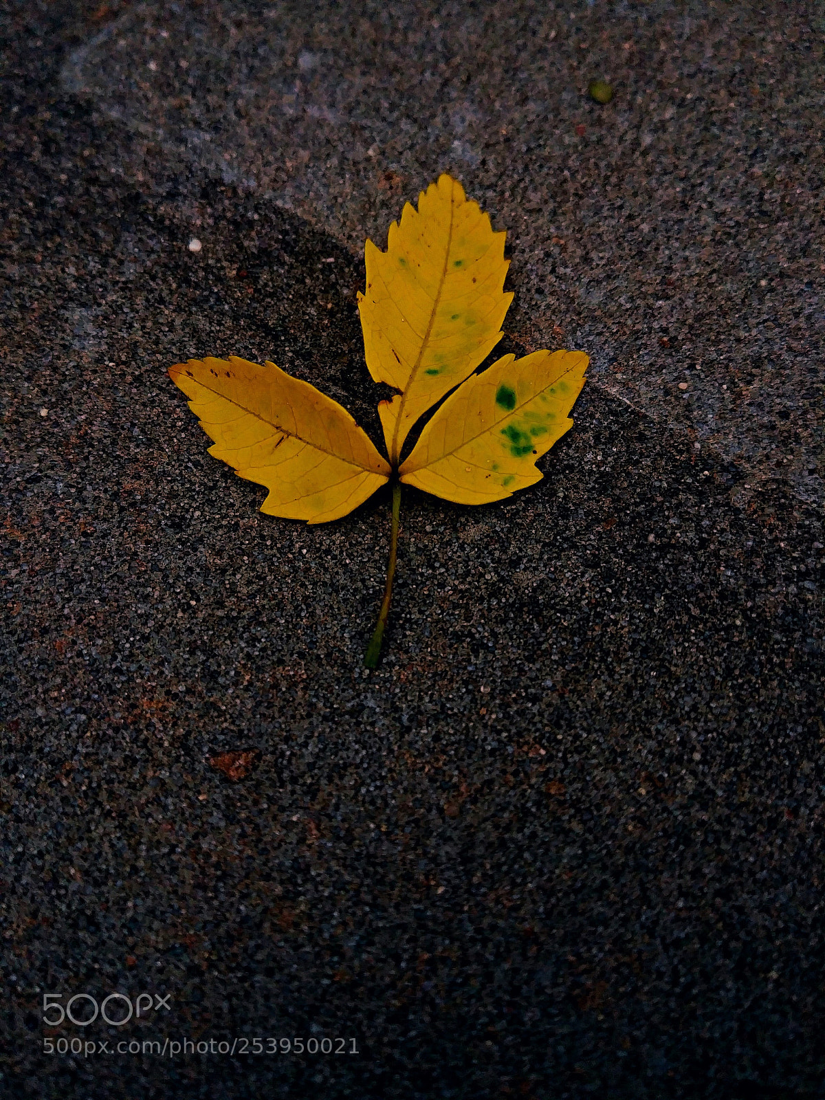 LG G6 sample photo. Autum photography