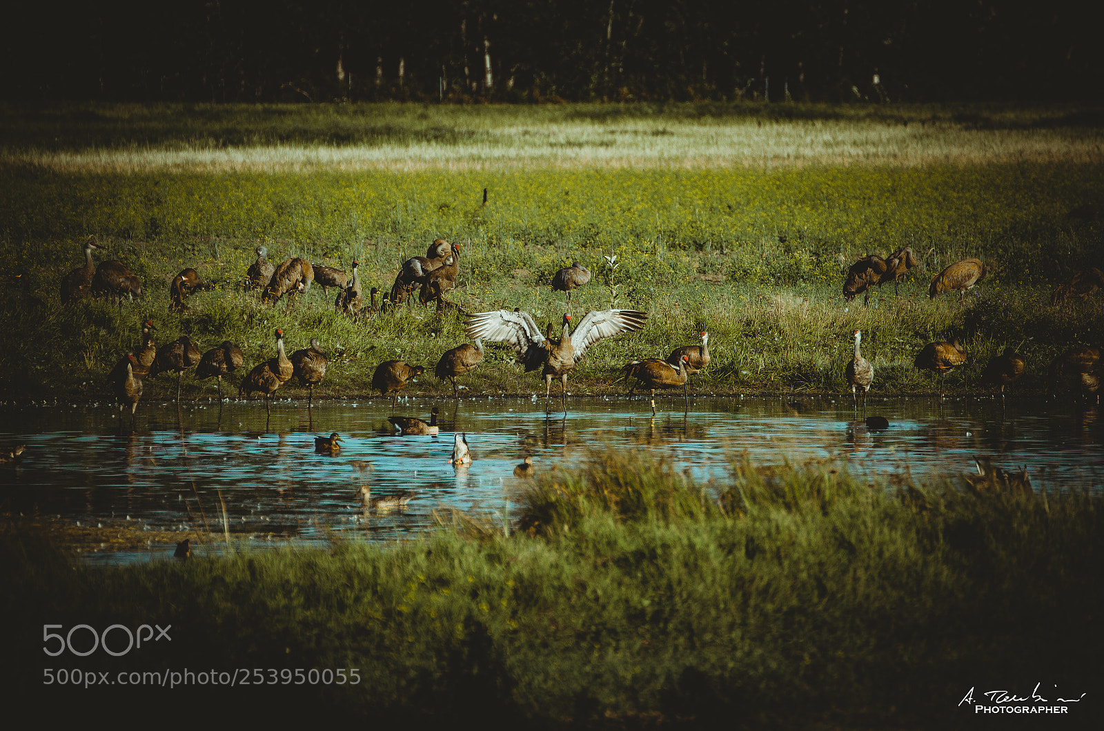 Nikon D5100 sample photo. Creamer's field, fairbanks photography