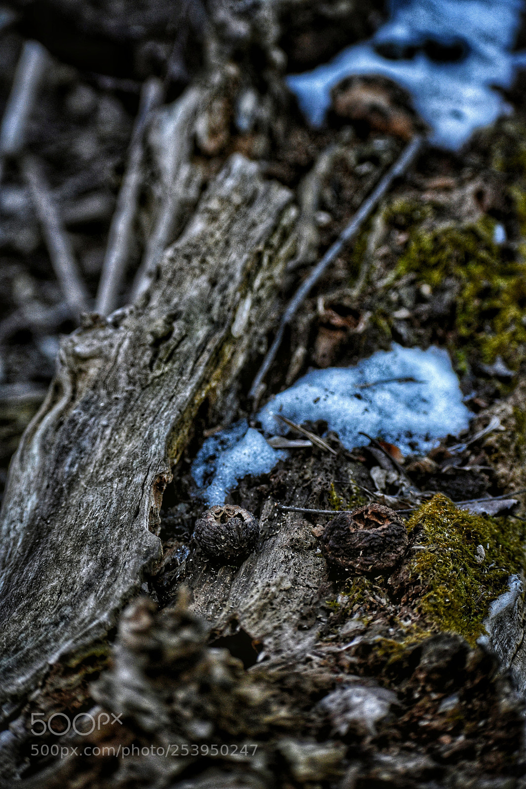 Nikon D3400 sample photo. Decompose photography