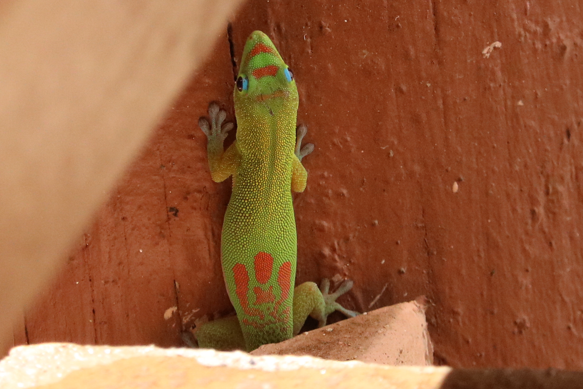Canon EF-S 55-250mm F4-5.6 IS STM sample photo. Img photography