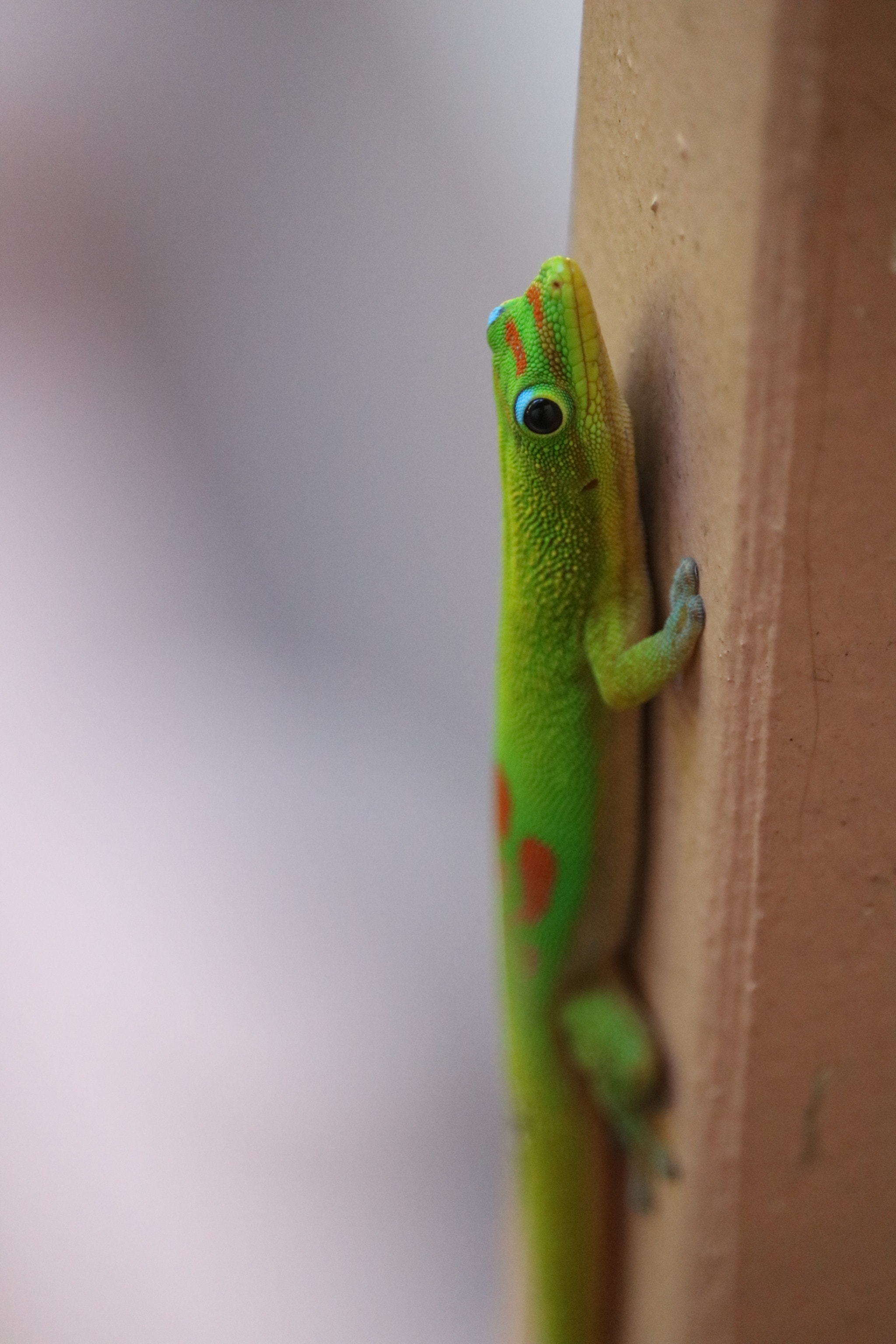 Canon EF-S 55-250mm F4-5.6 IS STM sample photo. Img photography