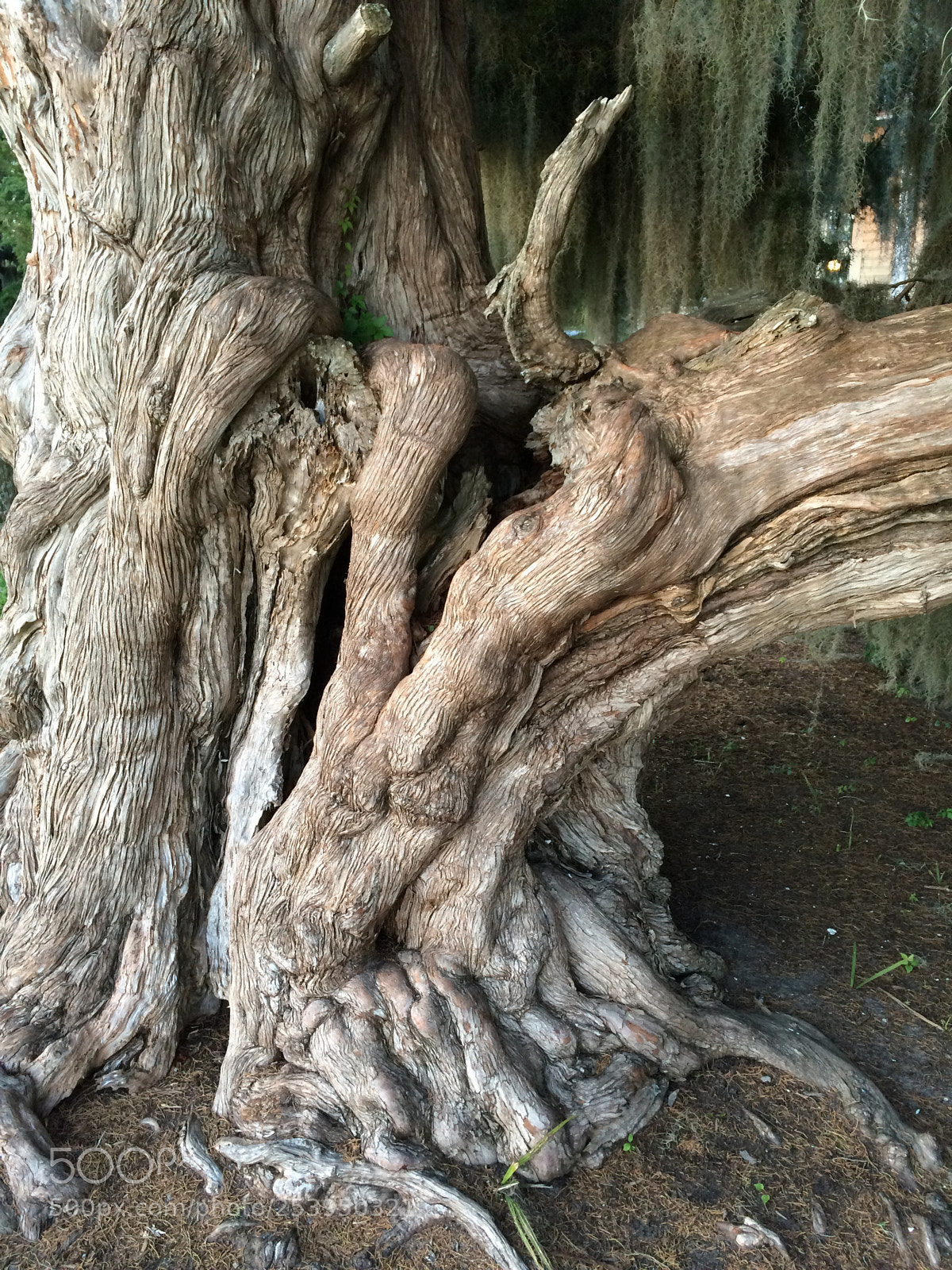 Apple iPhone 5s sample photo. Old cedar tree  photography