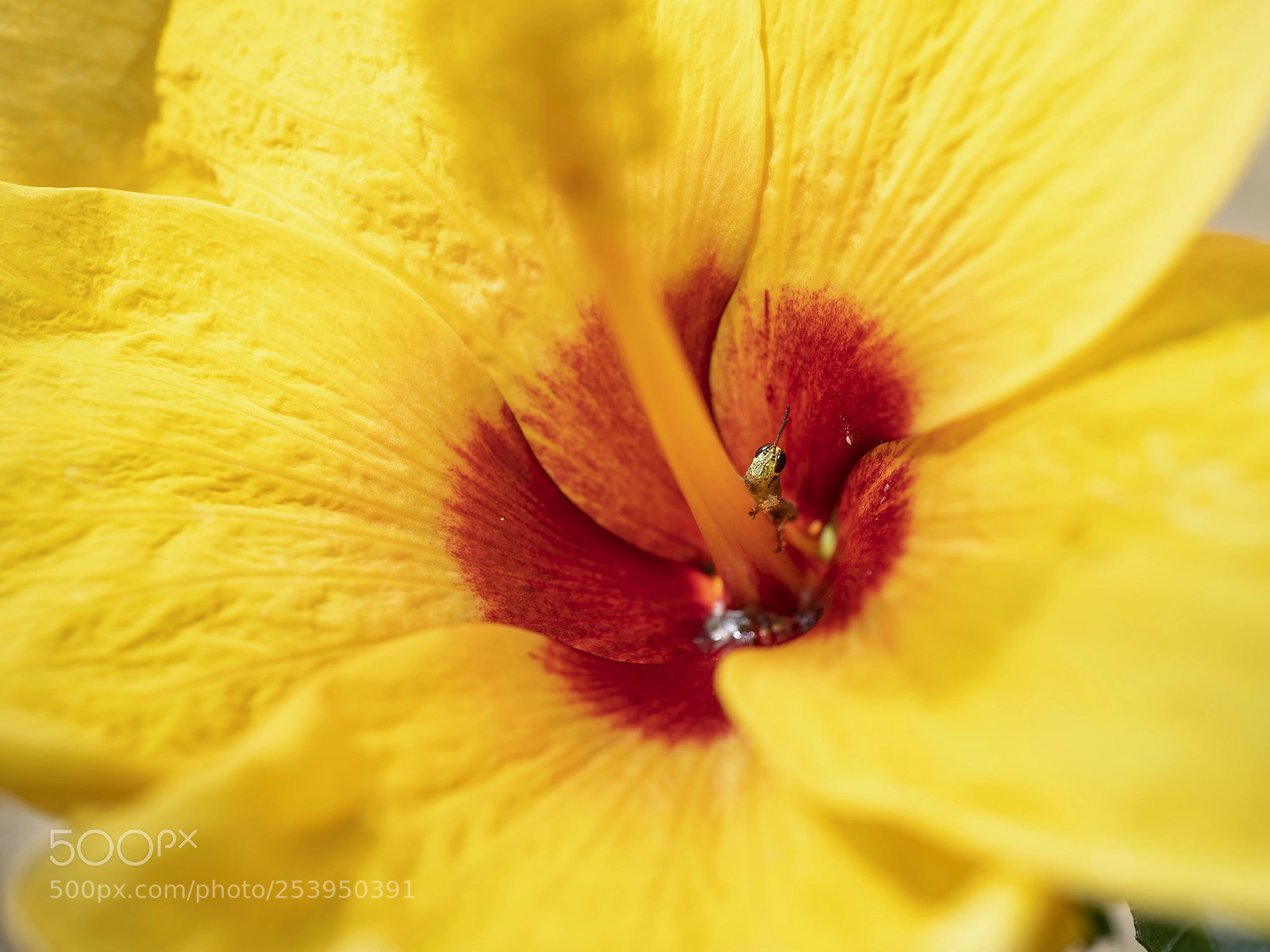 Nikon D850 sample photo. Centered photography