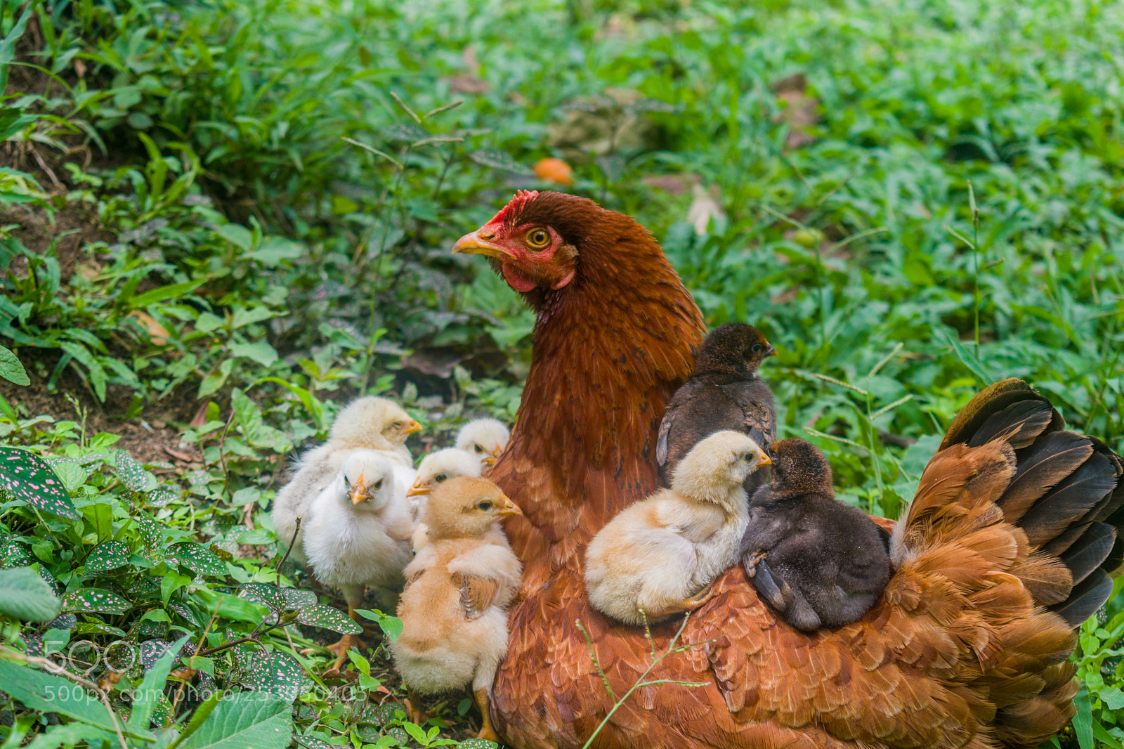 Nikon D5600 sample photo. Hen and chicks happy photography