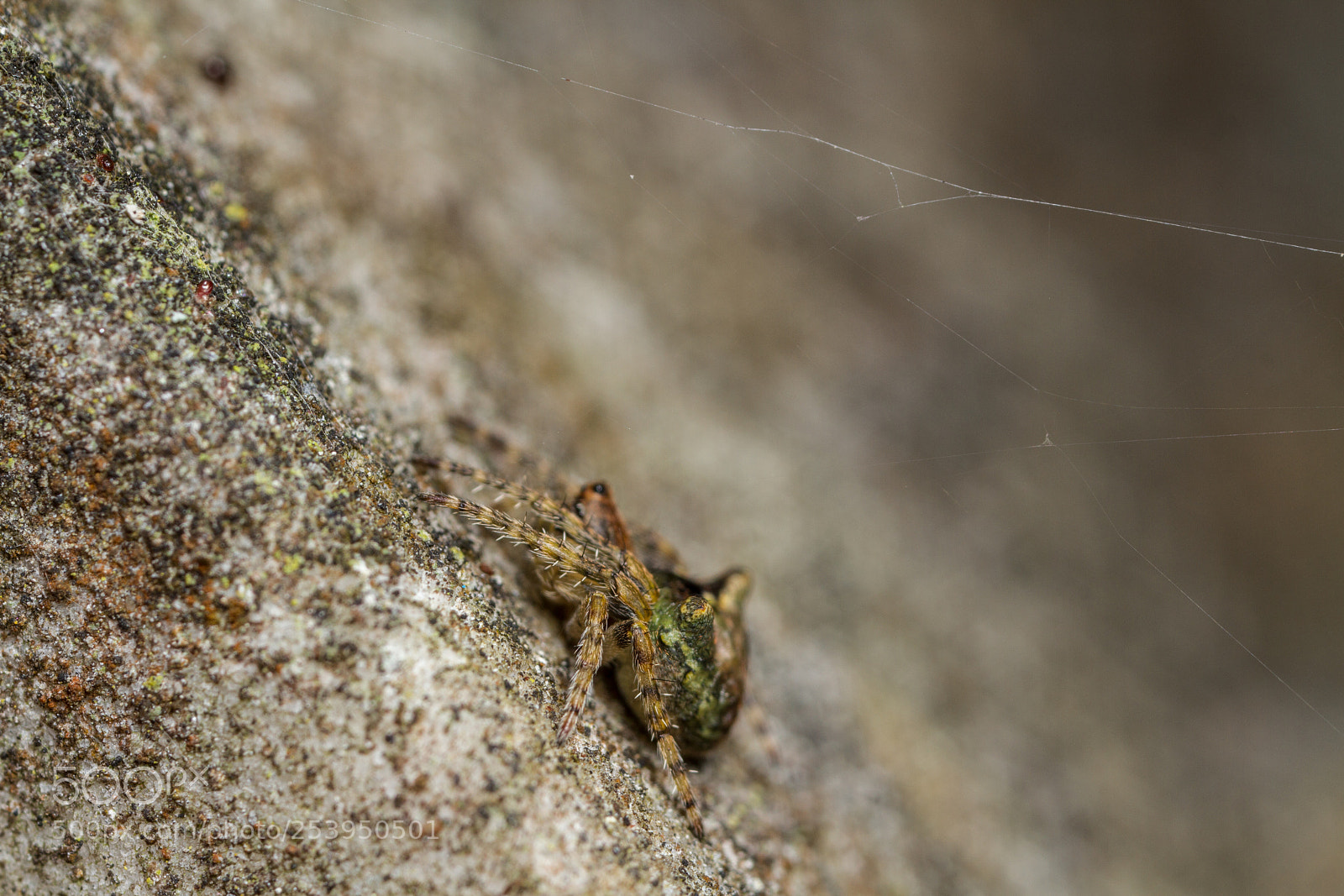 Canon EOS 7D sample photo. Gibbaranea gibbosa - female photography