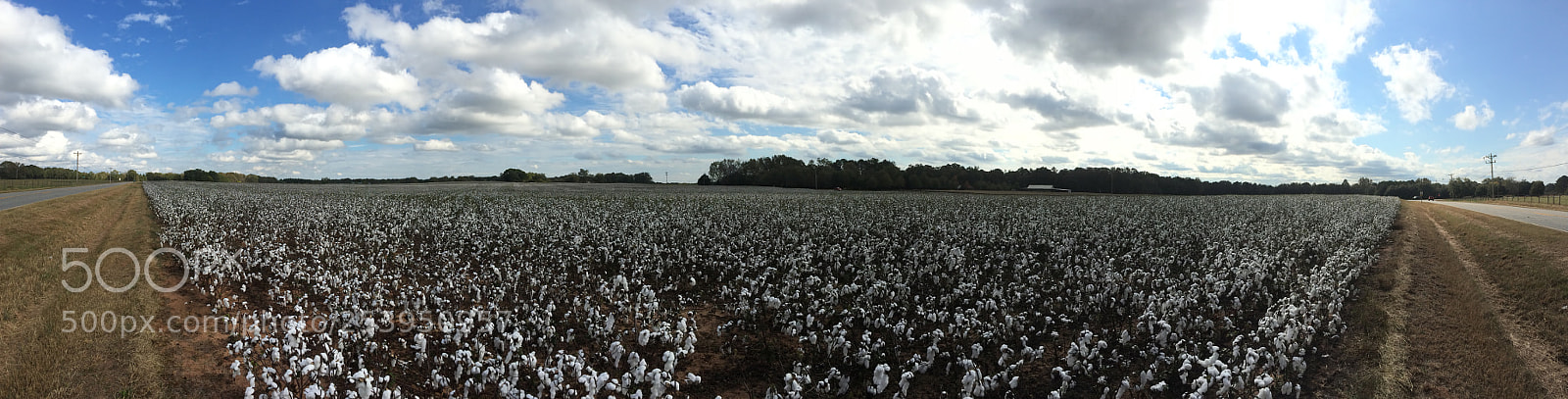 Apple iPhone 5s sample photo. Very small cotton field  photography