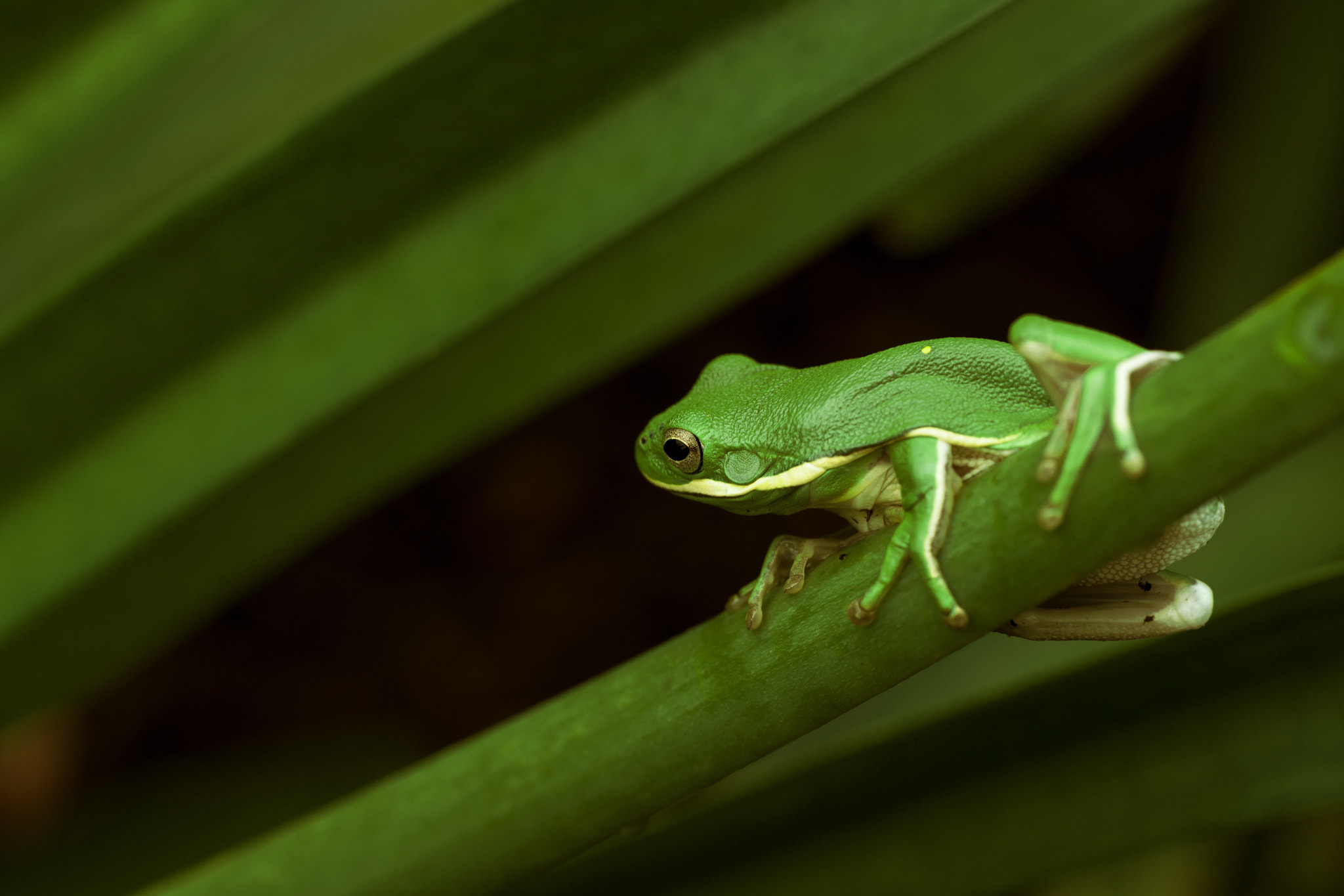 Sony Alpha DSLR-A900 sample photo. Little green frog photography