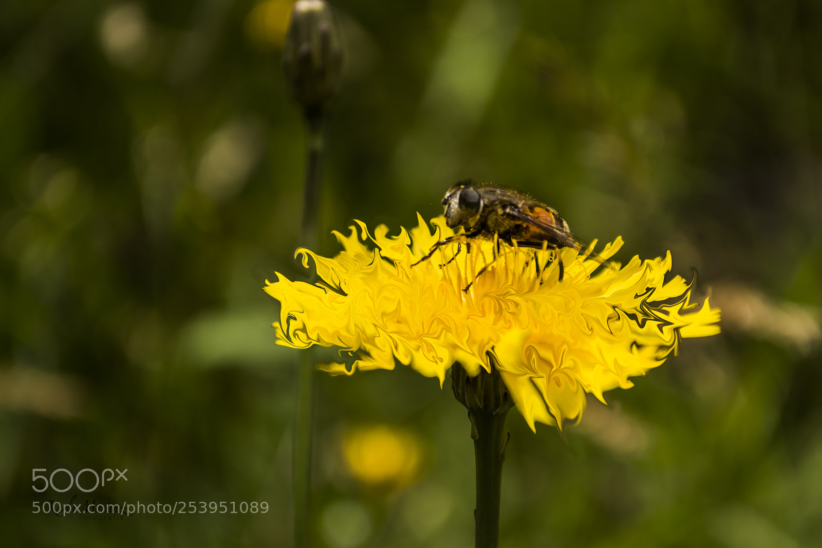 Nikon D5200 sample photo. Descanso photography