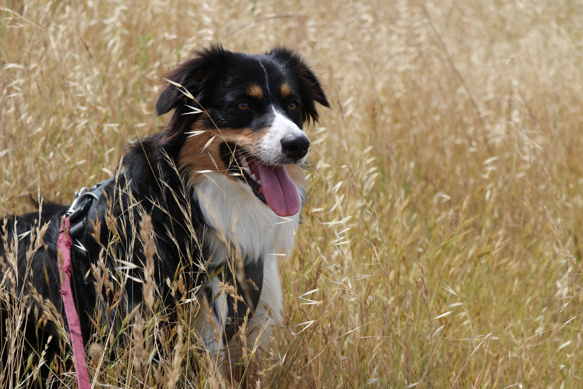 Canon EF-S 55-250mm F4-5.6 IS STM sample photo. Img photography