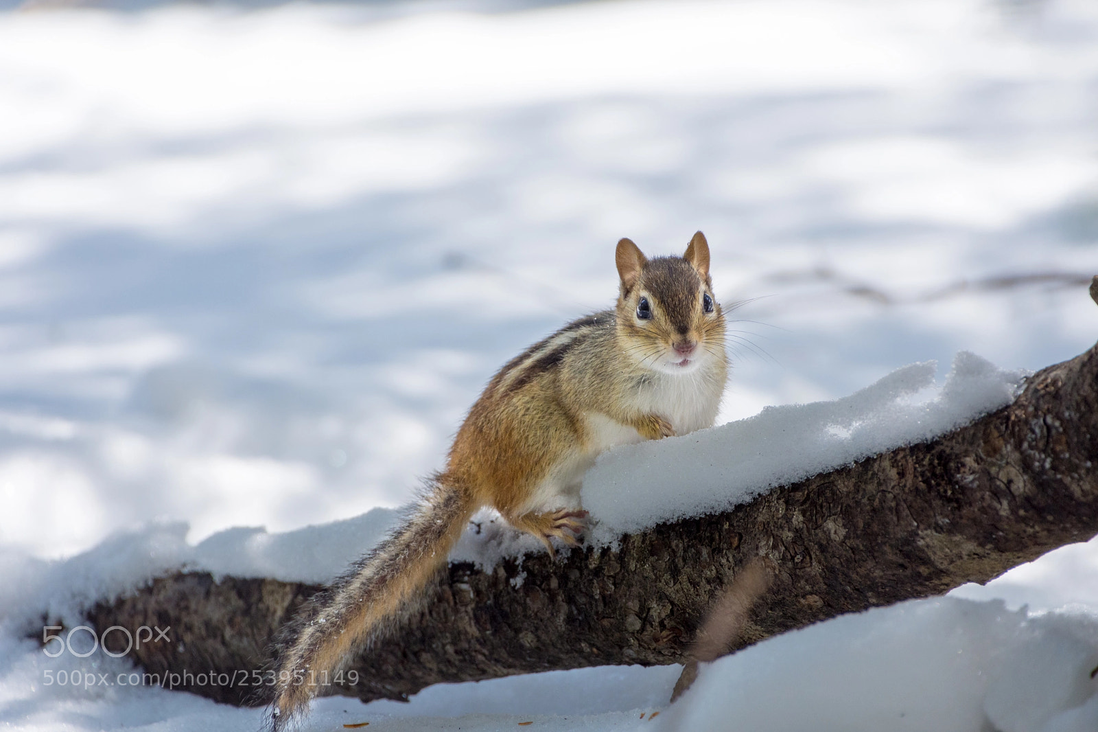 Nikon D7200 sample photo. Cute chipmunk photography